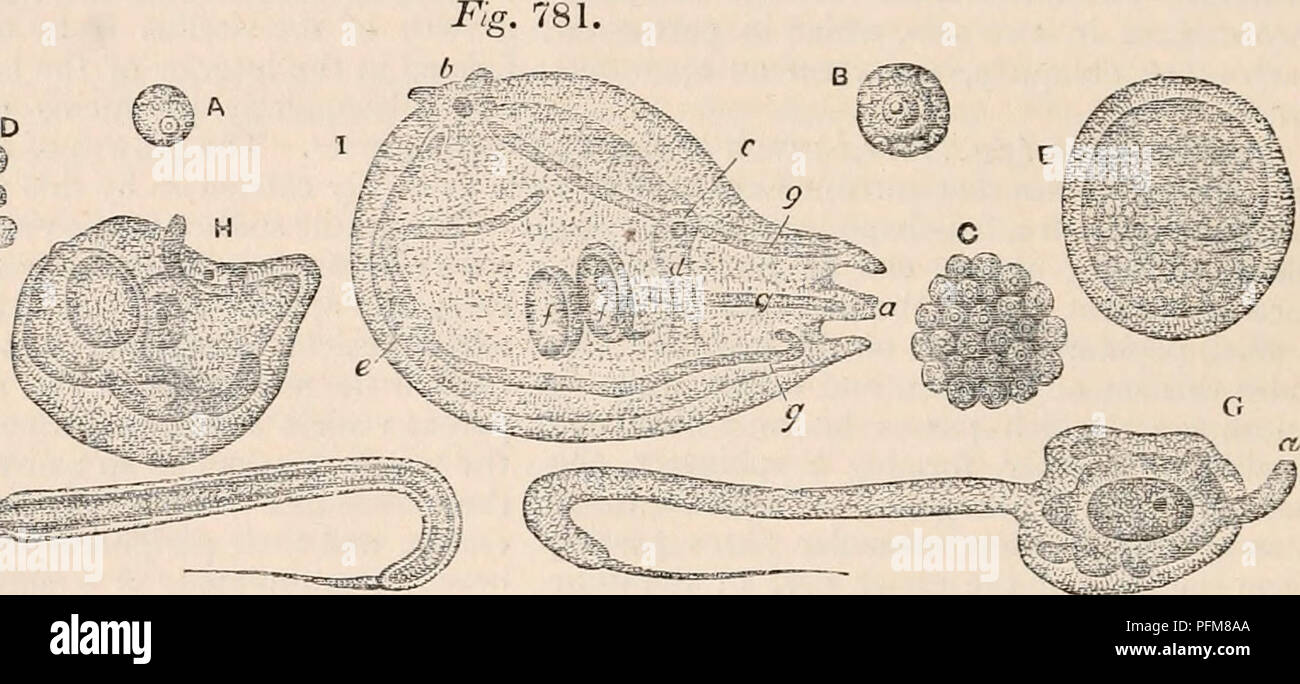 Vitelline membrane hires stock photography and images Alamy