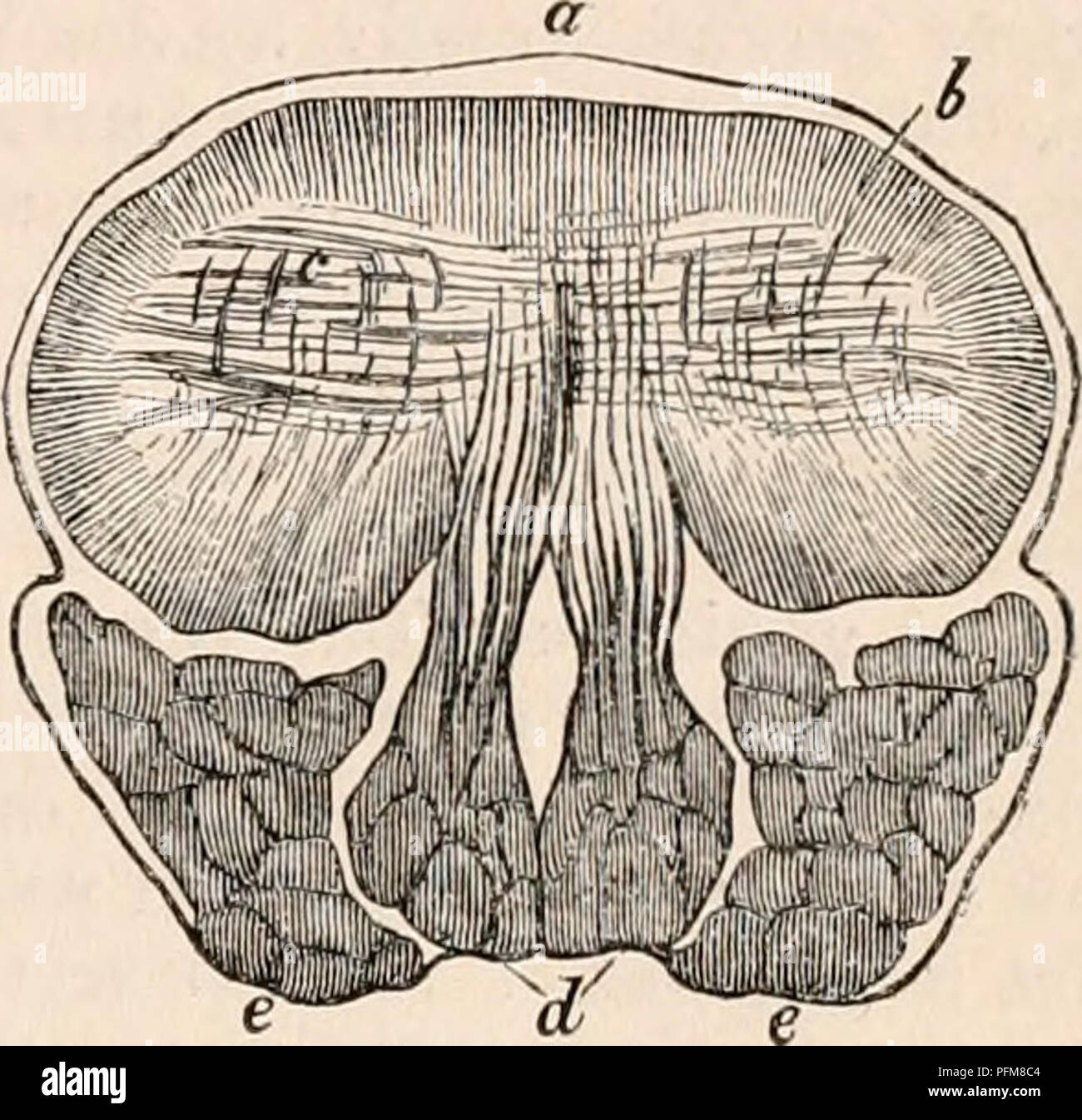 . The cyclopædia of anatomy and physiology. Anatomy; Physiology; Zoology. TONGUE. 1125 cutis underlaying them, may be looked upon, in one light, as a part of the framework of the organ. They form a dense and unyielding envelope, tending to preserve its shape and give it firmness and support, and at the same time affording attachment to a great number of its muscular fibres. Such, then, is a concise description of the framework of the tongue. The first and last- mentioned elements of it are, doubtless, the most important; but it will be seen, at a future page, that the intrinsic arrangement of  Stock Photo