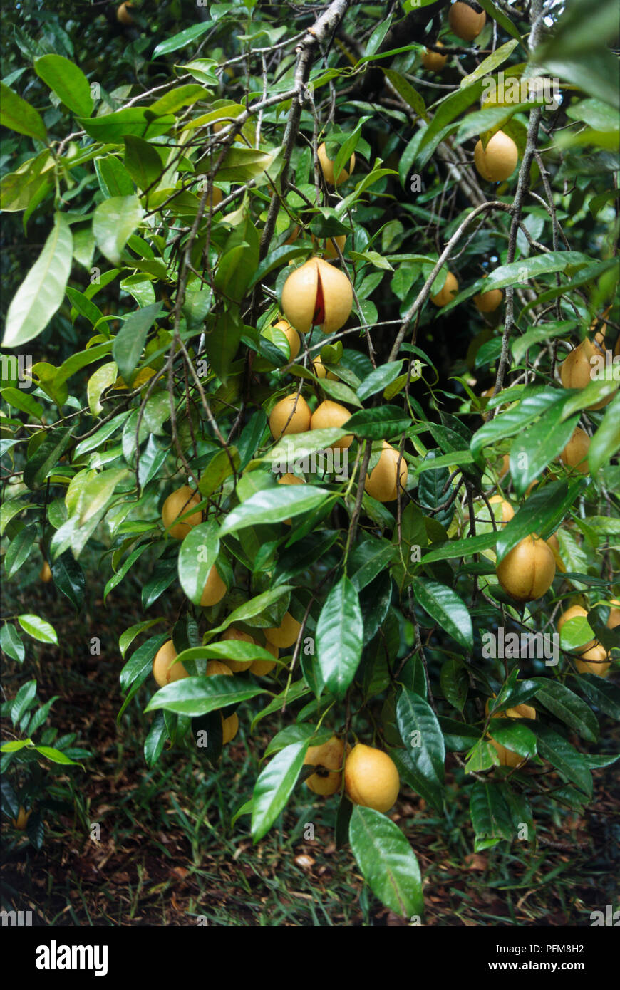 Myristica fragrans (Nutmeg) ripe fruit on branchlets Stock Photo
