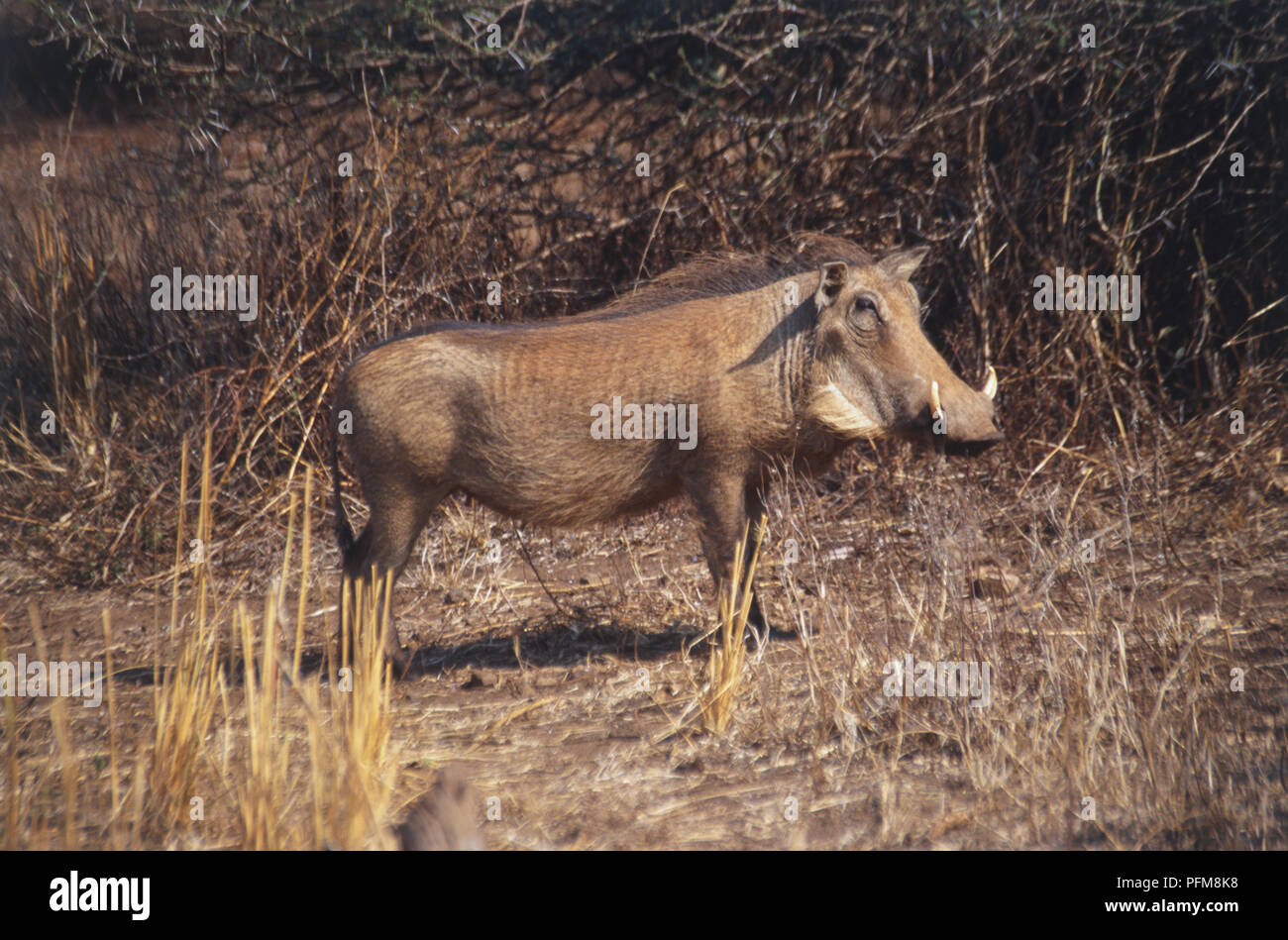 Side view of an African Warthog in the dry bush of the Kruger National Park, South Africa. July 26, 1998. Stock Photo