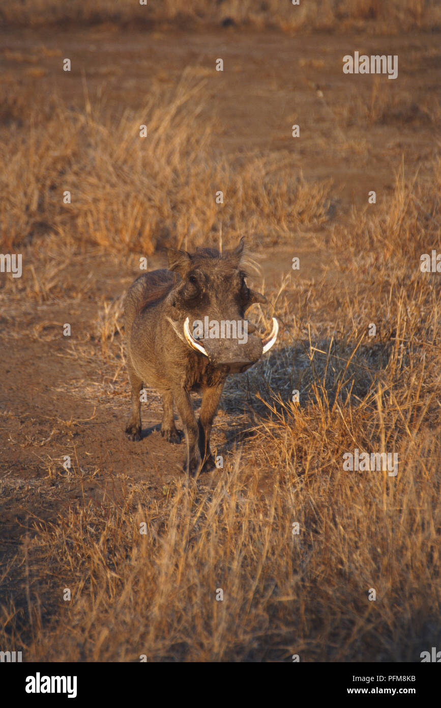 Front view of an African Warthog in the dry bush of the Kruger National Park, South Africa. July 26, 1998. Stock Photo