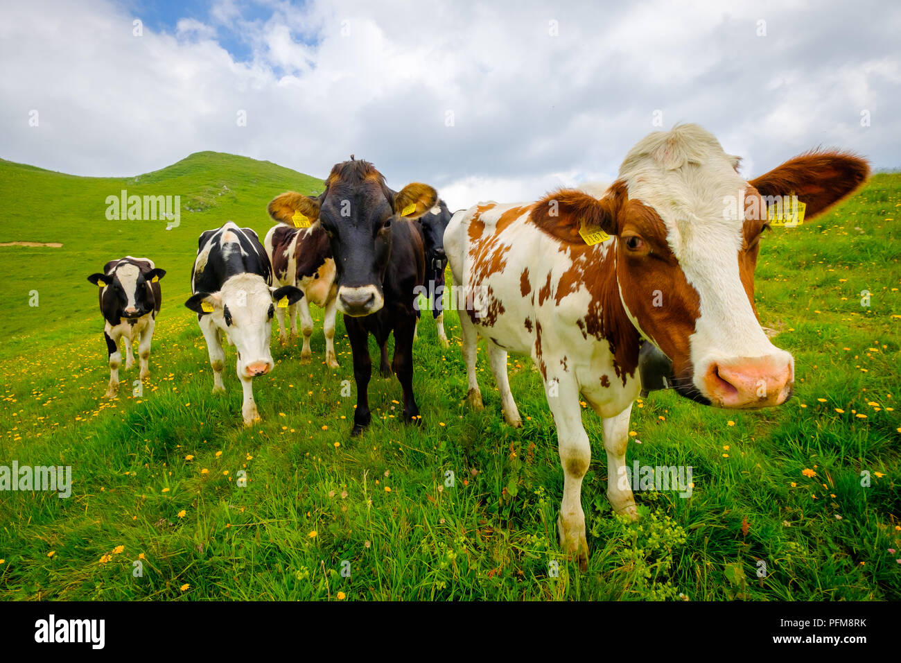 Small herd of cows graze in the Alpine meadow Stock Photo - Alamy