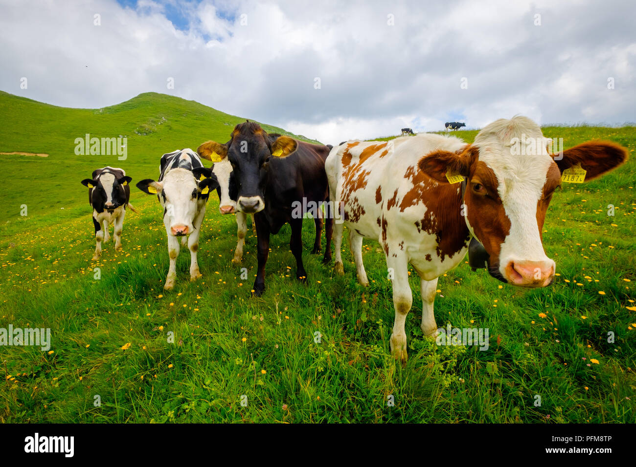Small herd of cows graze in the Alpine meadow Stock Photo - Alamy
