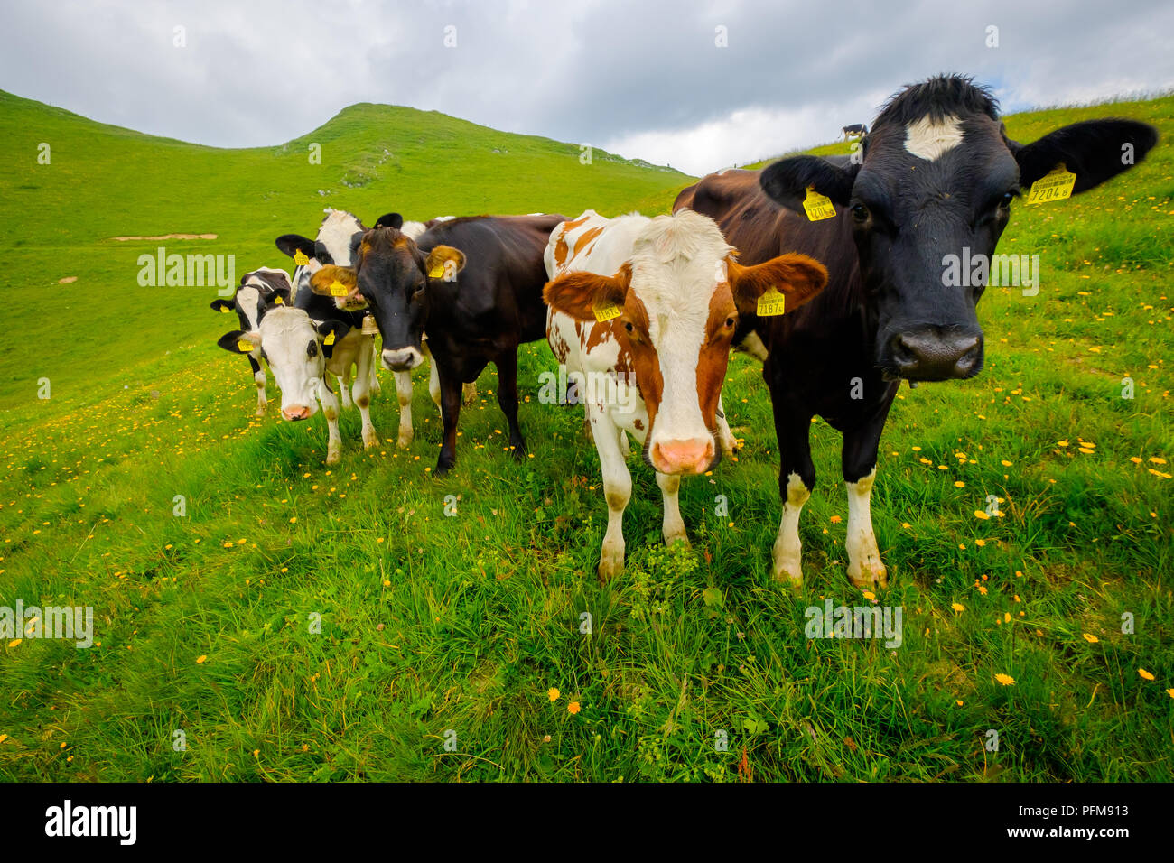 Small herd of cows graze in the Alpine meadow Stock Photo - Alamy