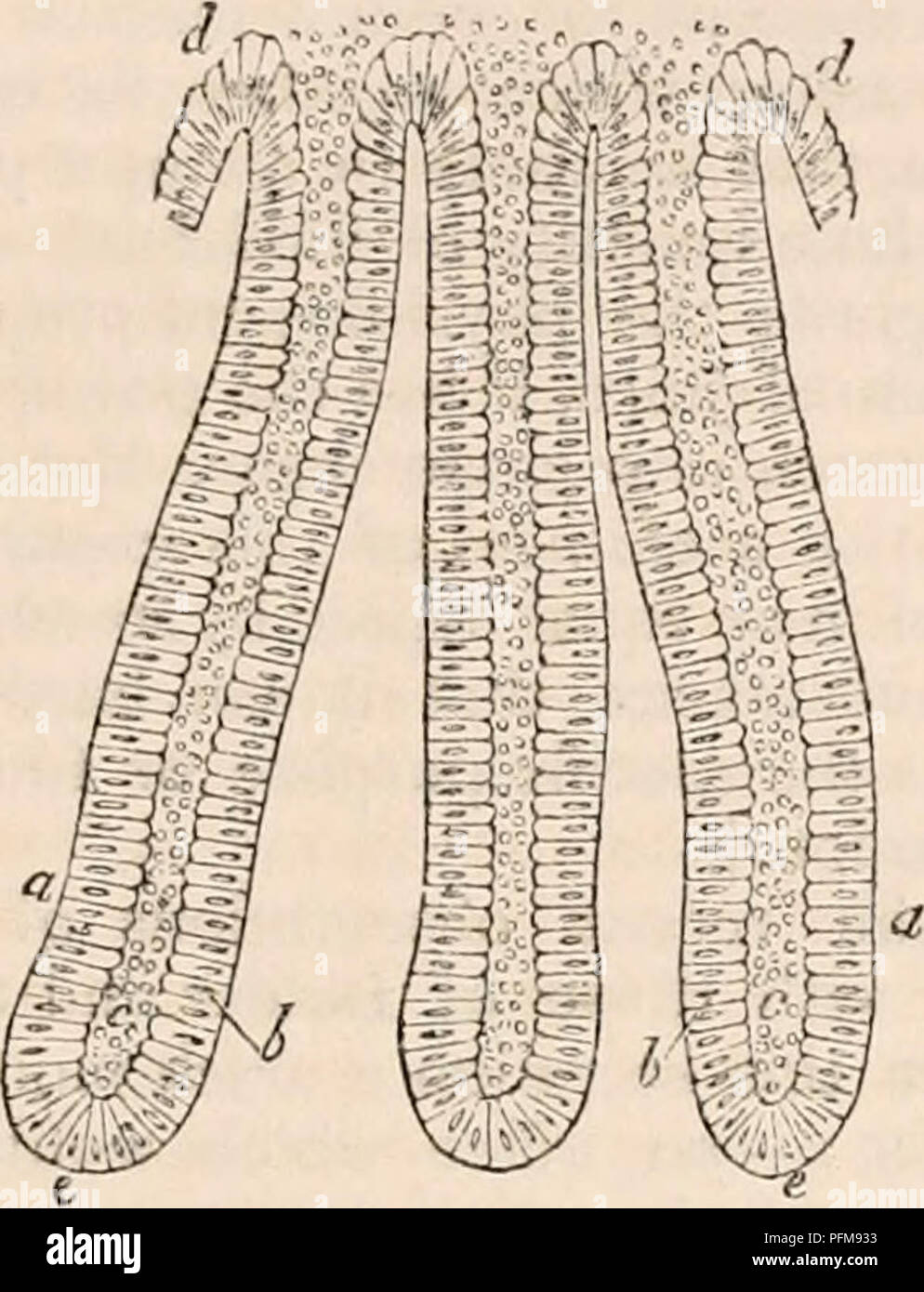 . The cyclopædia of anatomy and physiology. Anatomy; Physiology; Zoology. STOMACH AND INTESTINE. 34,7 large intestine. An' allusion has already been made to the fact that, in many animals, they appear to usurp a portion of the gastric cavity. While the importance which this wide distri- bution would imply, is confirmed by their im- mense number ; which is such that we may estimate their aggregate surface as from ten to fifteen times that of the cylinder of intes- tine into which they open. Each tube may be described as a hollow cylinder, having a length which is about five times its width, and Stock Photo