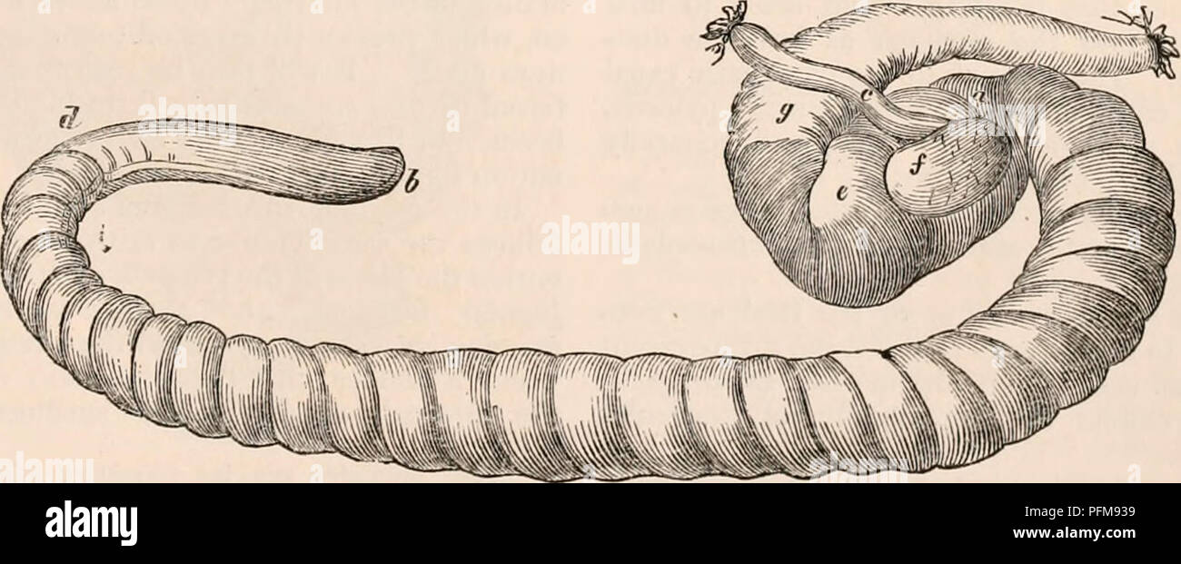 . The cyclopædia of anatomy and physiology. Anatomy; Physiology; Zoology. Cacum of the Water Vole (Aricola amplii/m/s). I, m, end of the small intestine ; n, o,p, q, cagcum ; r, dilated commencement of the colon; s, point at which the colon becomes contracted. but slight traces of a spiral valve are visible at the commencement of the colon. In the water-rat (Arvicola amphibius) the small intestines are of equable diameter throughout their whole extent, but their calibre is small, as indeed is that of the large intestine. The caecum is, however, of enor- mous proportions (fig. 274. n, o, p, q), Stock Photo