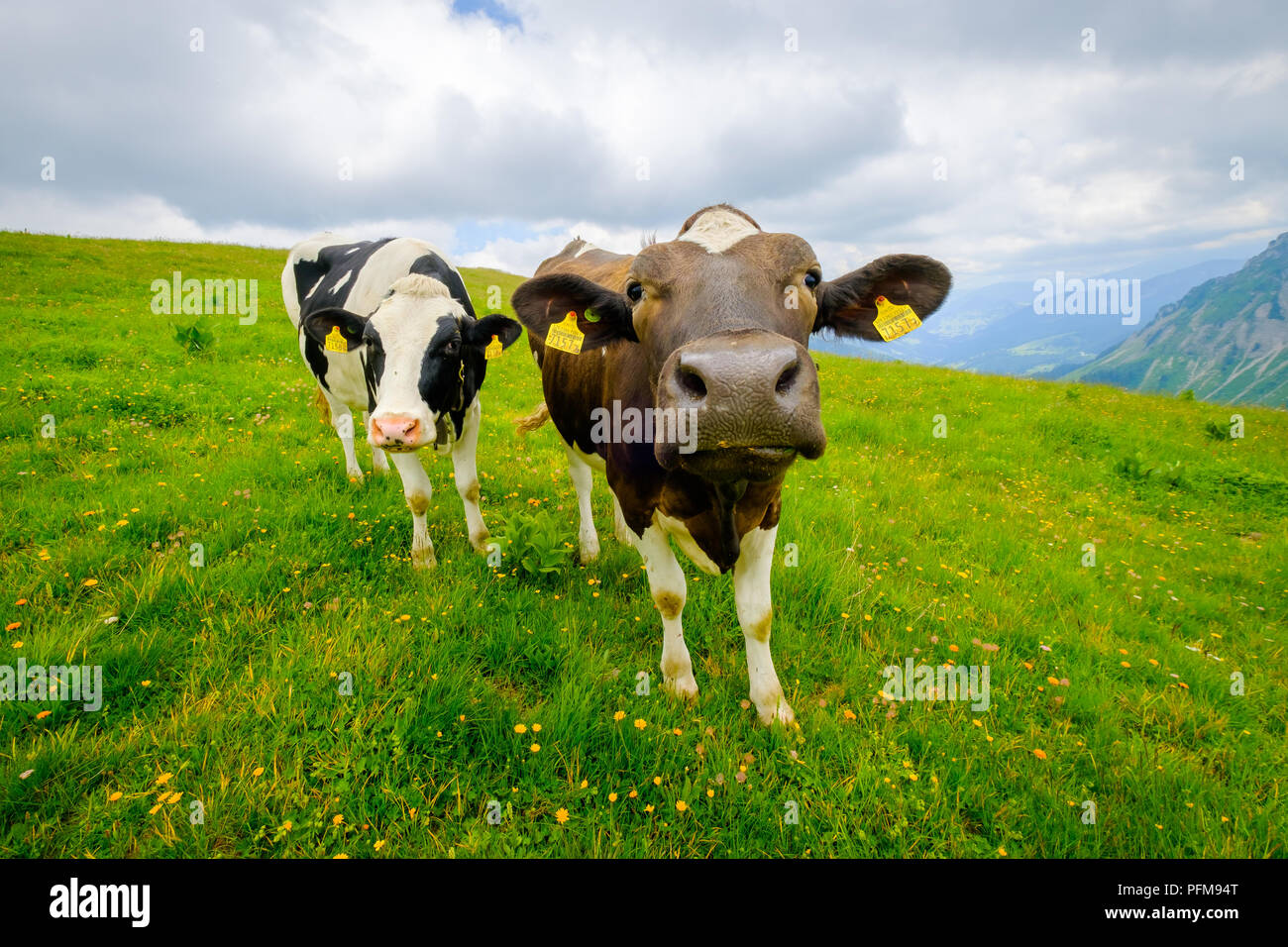 Funny portrait of a cow muzzle close-up on an alpine meadow Stock Photo ...