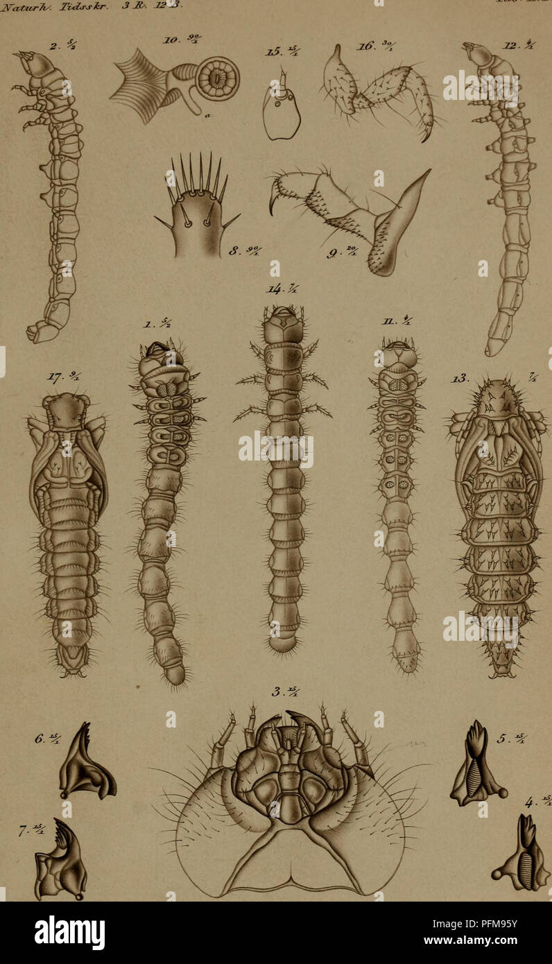 A detailed work on the metamorphosis of beetles, offering observations ...