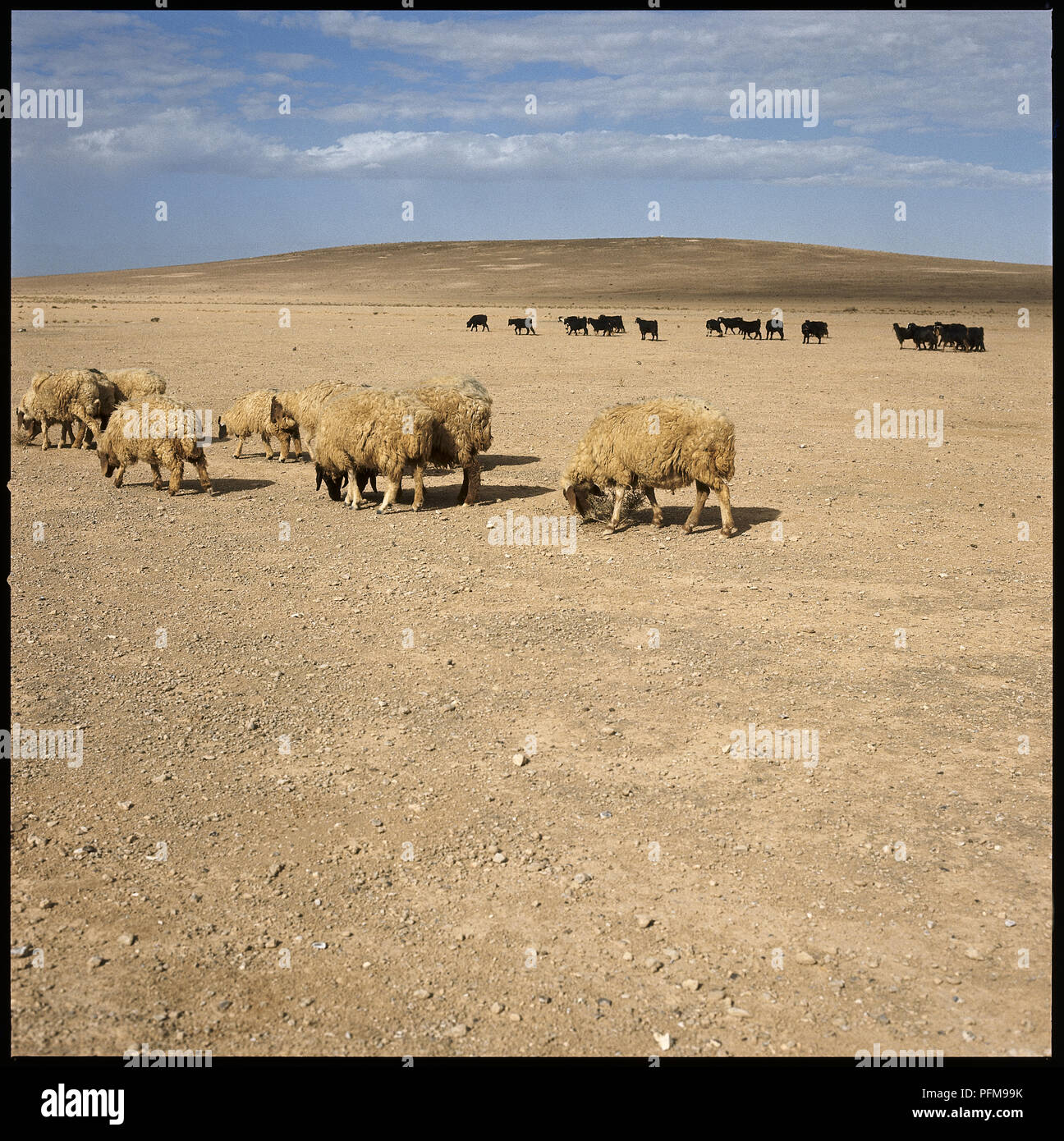 Flock of sheep gazing in forefront, goat herd grazing in background, in the Jordanian desert. Stock Photo
