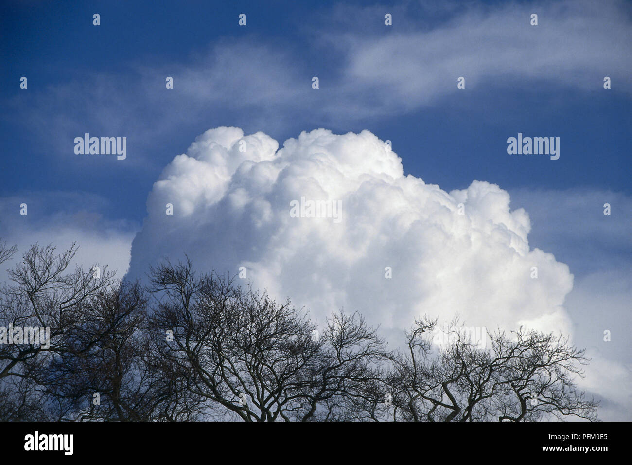 Cumulus congestus, bright white sprouting cloud extending vertically