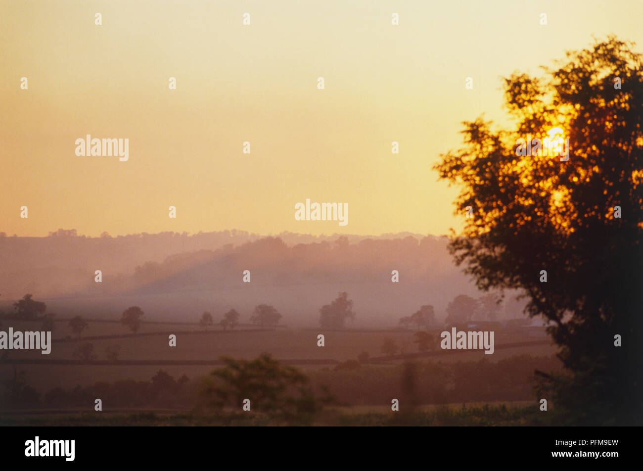 Sky glowing orange at sunset, tree silhouetted in foreground, fields and trees shrouded in mist in background. Stock Photo