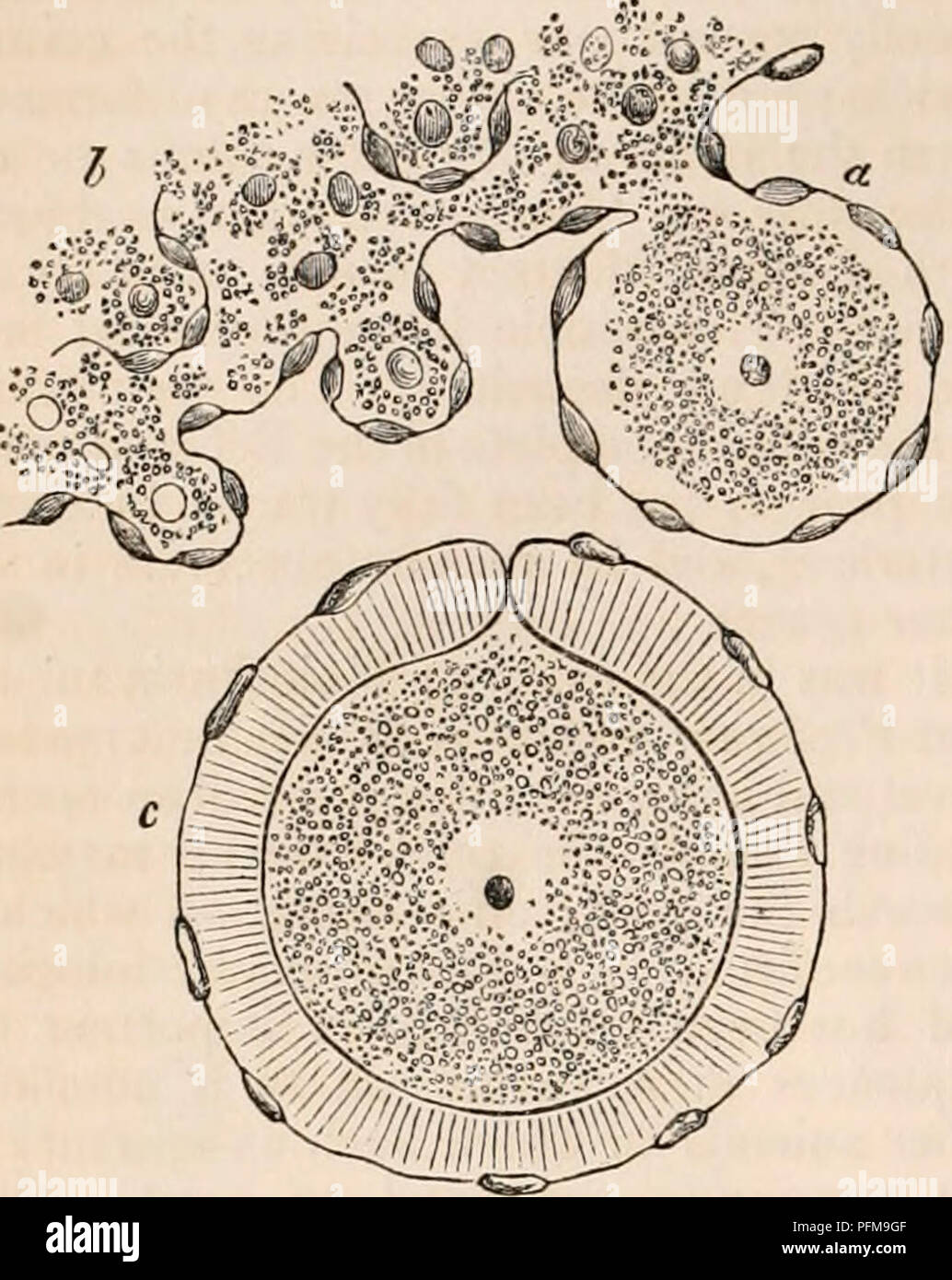 . The cyclopædia of anatomy and physiology. Anatomy; Physiology; Zoology. [126] OVUM. lated condition of the ovum in the ovary, that it is in fact the remains of the divided pedicle after the ovum is separated from the place of its original formation. Fig. 91*.. Ovum and Mlcropyh in Holothuria tubulosa. (From Ley dig.) a, b. A small portion of the ovary from the inner surface, containing ova in various earlier stages of their development; three of them project from the inner surface, of which a is the most de- veloped. In this one the pediculated attachment and enclosure of the ovum by the nuc Stock Photo