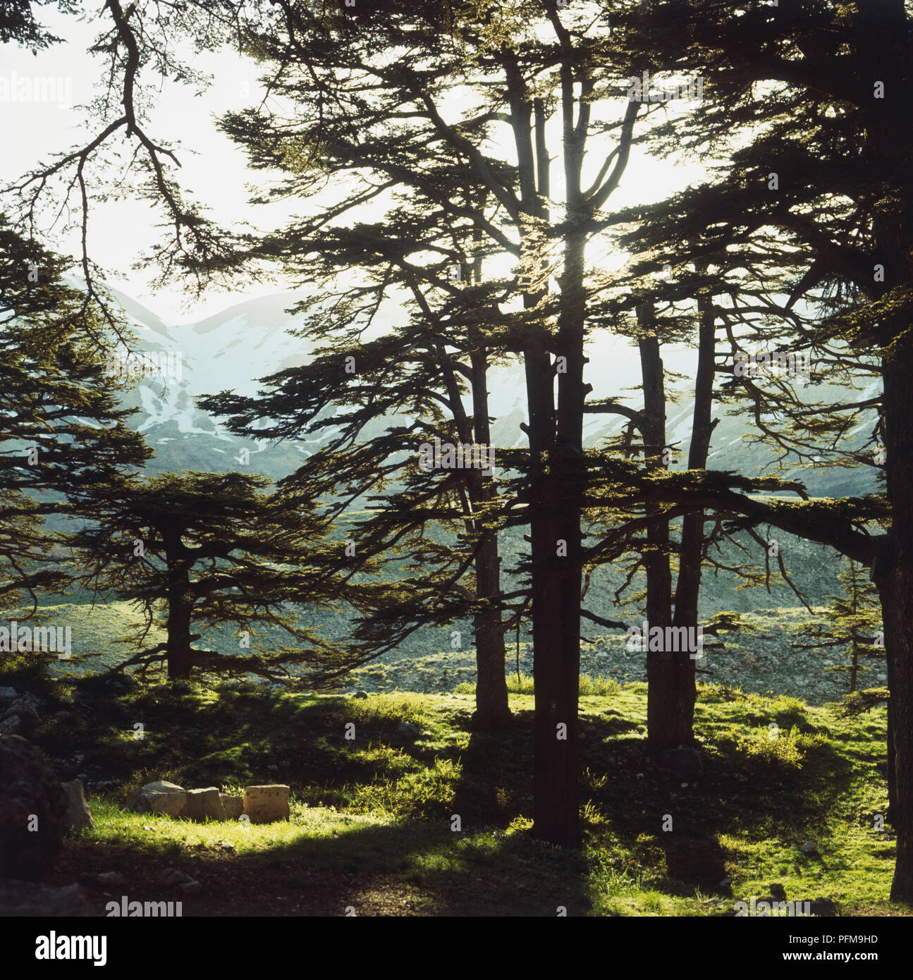 Lebanon, view through forest of Cedrus libani, Cedar trees, with Jabal al-Shaykh (Mount Hermon) in distance Stock Photo