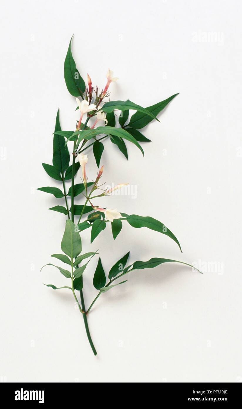 Cutting of Jasmine with foliage and flowers Stock Photo Alamy