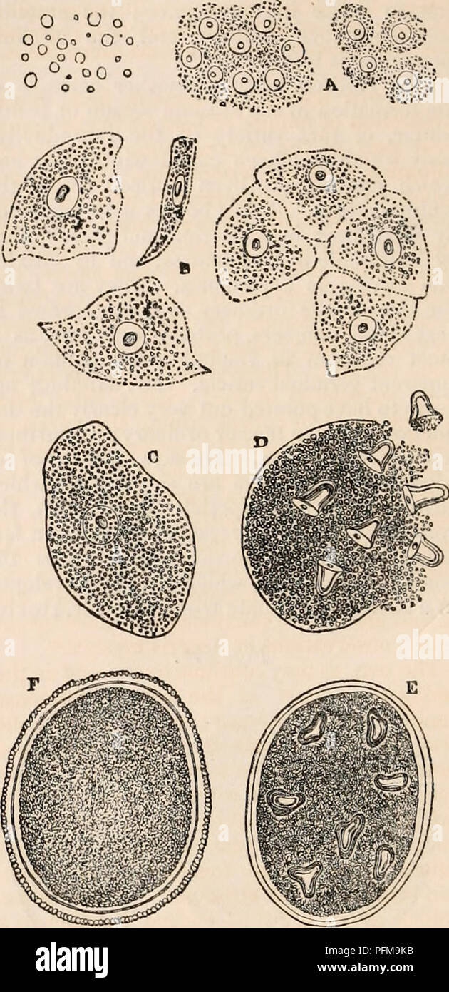 . The cyclopædia of anatomy and physiology. Anatomy; Physiology; Zoology. [120] OVUM. or is rather a collection or aggregation of a number of germs surrounded by a common yolk; in fact, as has been suggested, an ova- rian sac containing a number of ova.* The manner in which the spermatozoa reach the ova for fecundation does not appear to have been ascertained with accuracy. Entozoa.—The ovology of the Helmintha or Entozoa has received considerable atten- tion from physiologists, both on account of the interesting nature of the phenomena pre- sented by its study, and because of the anxiety to d Stock Photo