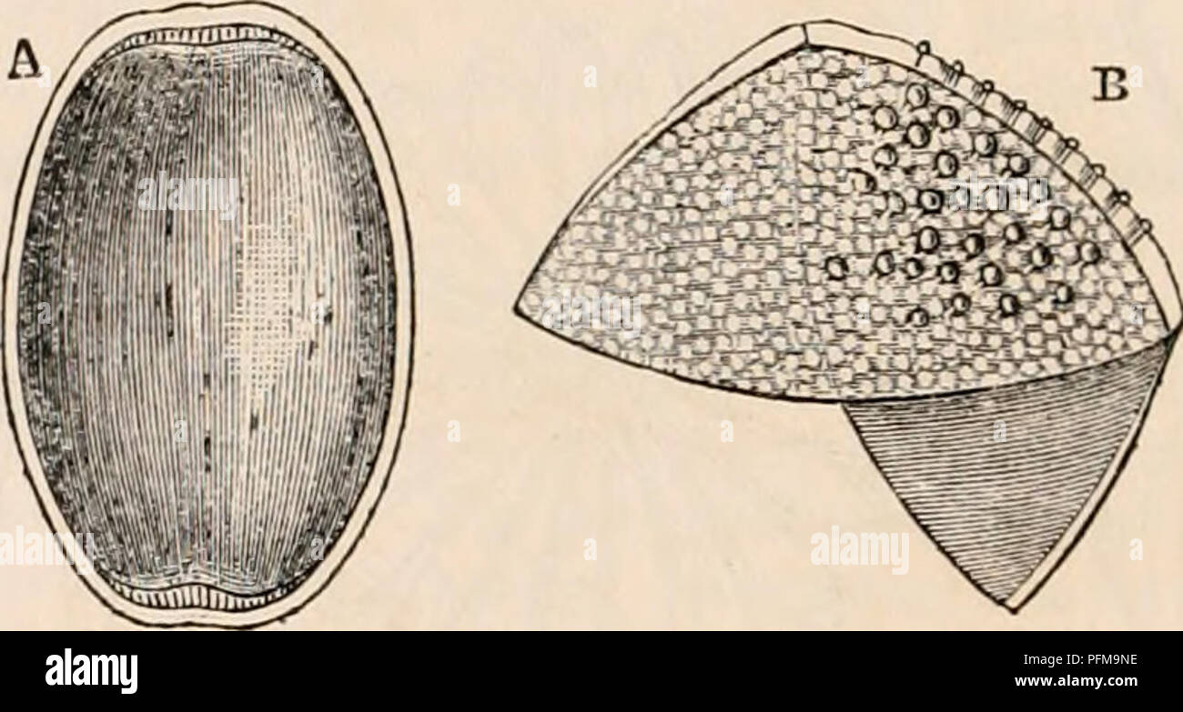 . The cyclopædia of anatomy and physiology. Anatomy; Physiology; Zoology. Oeum and Slicropyle of Dipterous Insects. (From Leuckart.) A. Ovum of Melophagus ovinus (Muscida). 1. The entire ovum, presenting at its upper part the adherent mass of spermatozoa close to the micro- pyle. 2. This upper part more highly magnified, showing a section of the micropyle, above which the point of the conical mass of spermatozoa glued together by an albuminous substance is inserted, •while externally the filaments float free. 3. The micropyle apertures seen directly from above. B. Side view of the upper part o Stock Photo