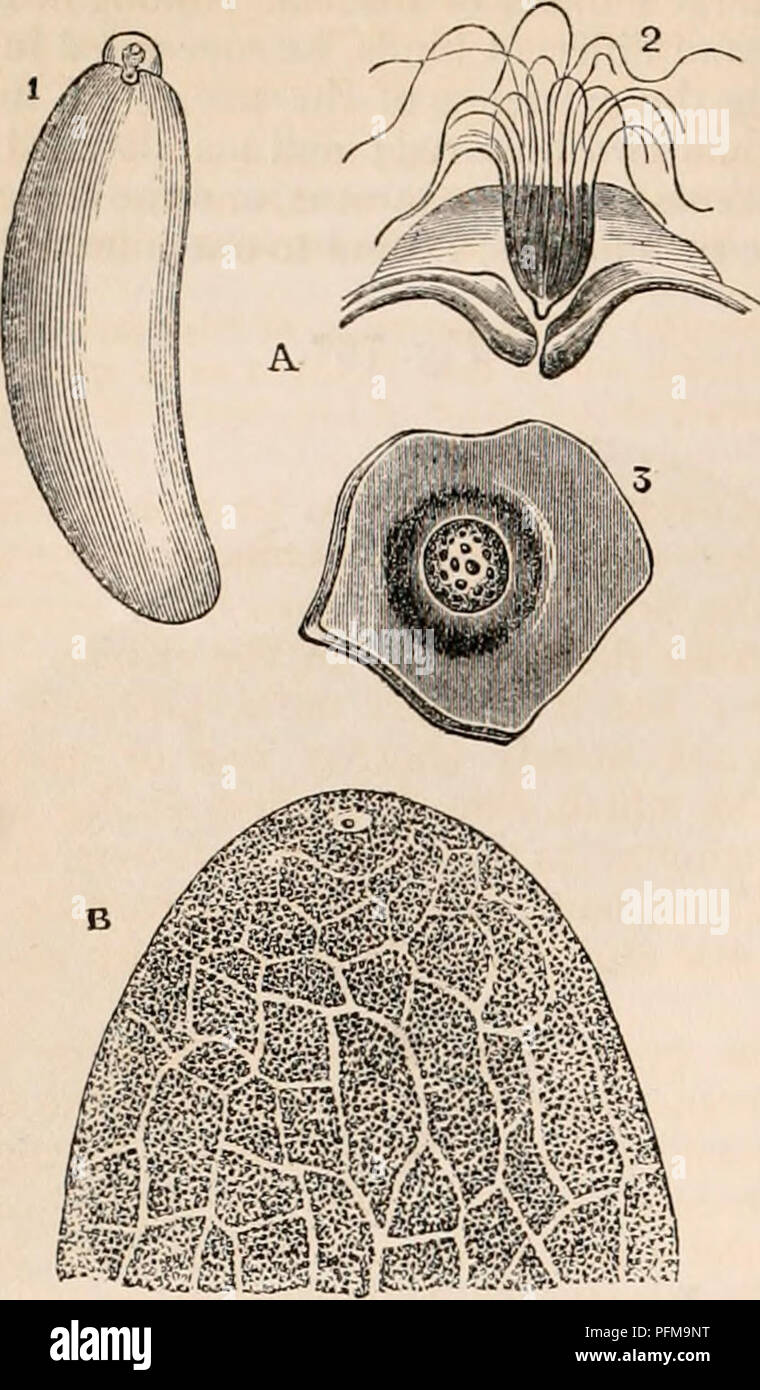 . The cyclopædia of anatomy and physiology. Anatomy; Physiology; Zoology. [112] OVUM. Fig. 77*.. Oeum and Slicropyle of Dipterous Insects. (From Leuckart.) A. Ovum of Melophagus ovinus (Muscida). 1. The entire ovum, presenting at its upper part the adherent mass of spermatozoa close to the micro- pyle. 2. This upper part more highly magnified, showing a section of the micropyle, above which the point of the conical mass of spermatozoa glued together by an albuminous substance is inserted, •while externally the filaments float free. 3. The micropyle apertures seen directly from above. B. Side v Stock Photo