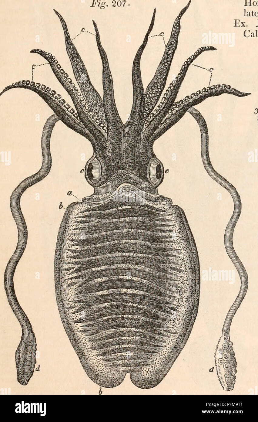 . The cyclopædia of anatomy and physiology. Anatomy; Physiology; Zoology. CEPHALOPODA. 521 which are concave externally and perfo- rated by a marginal and ventral siphon. Genus BELEMNITES, Lamarck.* Fam. 3. SEPIAD&amp;, Cuttle-fishes. Animal, body oblong, depressed, with two narrow lateral tins extending its whole length. Shell, internal, lodged in a sac in the back part of the mantle, composed of an ex- ternal calcareous apex or mucro, of a succession of calcareous laminae with intervening spaces filled with air, and supported by columns, but not perfo- rated by a siphon, and an internal horn Stock Photo