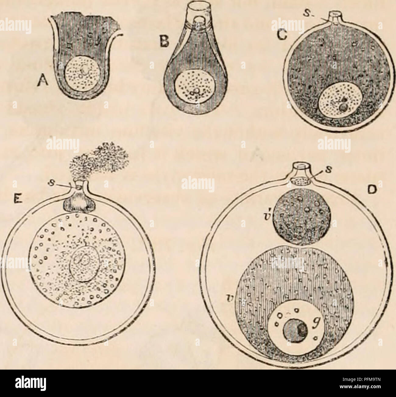Vitelline membrane hires stock photography and images Alamy