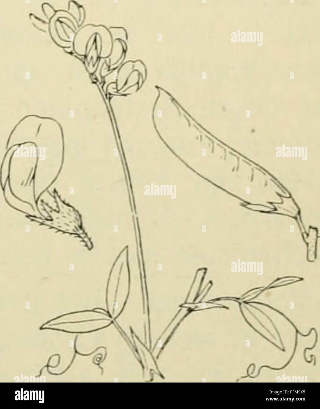 . De flora van Nederland. Plants. Latbyrus Nissólia Fig. 832. Zij heeft een kruipenden L. praténsis-) L. Veldlathyrus (fig. 833). Deze plant is zacht behaard of bijna onbehaard, wortelstok, waaruit iets samengedrukte, vierkante, klimmende, vertakte, ongevleugelde stengels komen. De bladen zijn 1-parig en hebben groote, half pijl-Iancetvormige steunbladen. De blaadjes zijn langwerpig-lancetvormig, toegespitst, zeer verschil- lend wat beharing betreft, tot grijsgroen toe. De bladen eindigen in vertakte ranken. De bloemen zijn geel, vrij groot (12-16 mM) en staan in 4-10-bloemige, losse trossen,  Stock Photo
