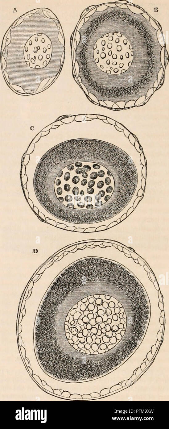 . The cyclopædia of anatomy and physiology. Anatomy; Physiology; Zoology. [102]. OVUM. tents of the vesicle, the more immediately germinal part of the egg is formed from the mixture of the two. However this may be, it seems not improbable, from the observations now referred to, that the spermatozoa are conveyed directly to the germinal part of the egg by the funnel of the micropyle. I shall afterwards have to state the more numerous instances in which, following its first discovery by J. Mtiller in the Holo- thuria, a micropyle has been detected in the ova of Invertebrate animals; and I may at Stock Photo