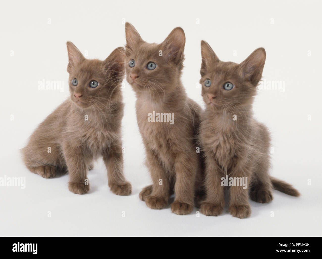 Three blue-eyed Cinnamon Angora kittens (Felis silvestris catus) looking in same direction. Stock Photo