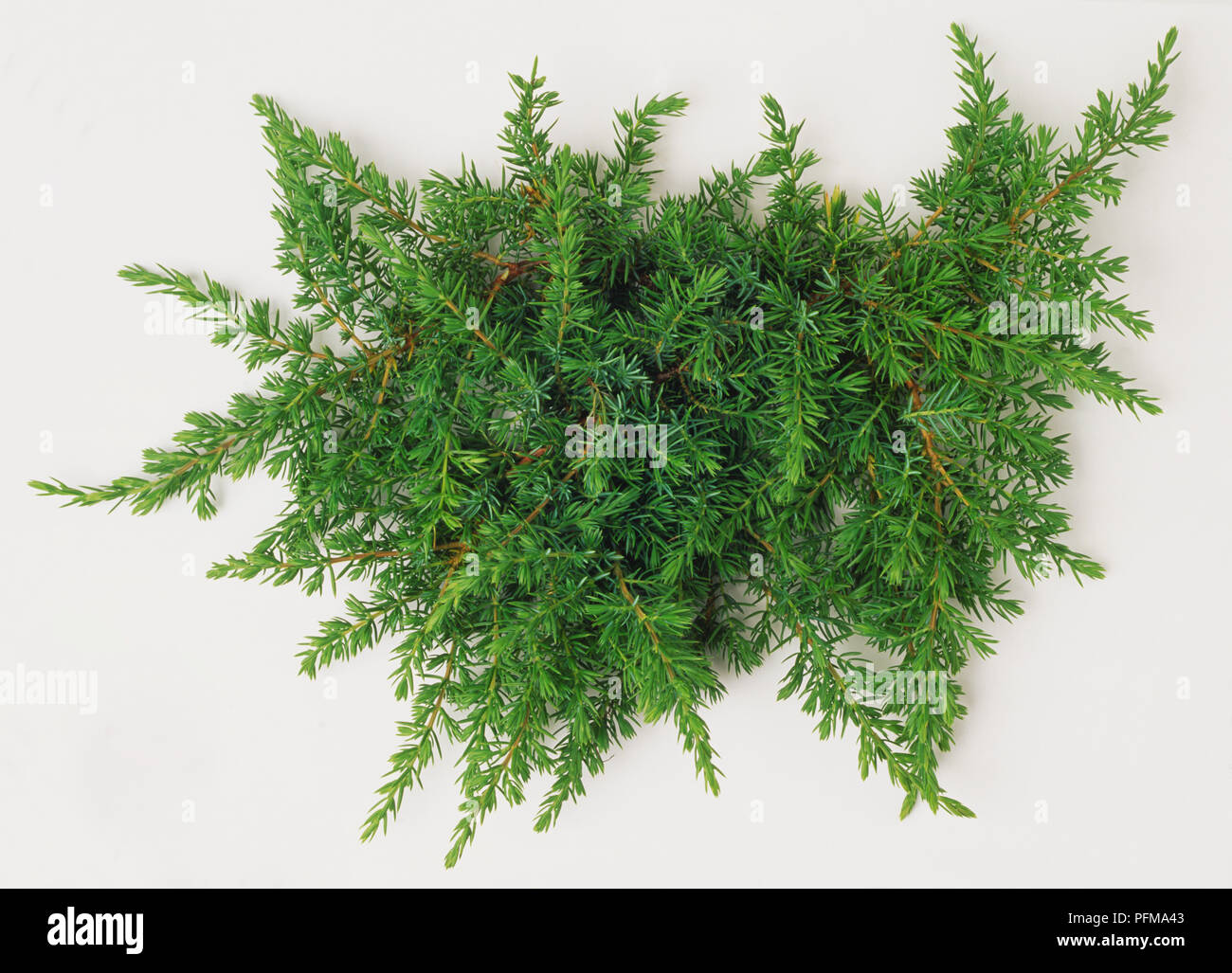 Juniperus communis 'Green Carpet', a prostrate Juniper which makes excellent ground cover. Its branches are crowded with prickly, needle-like, bright green leaves. Stock Photo