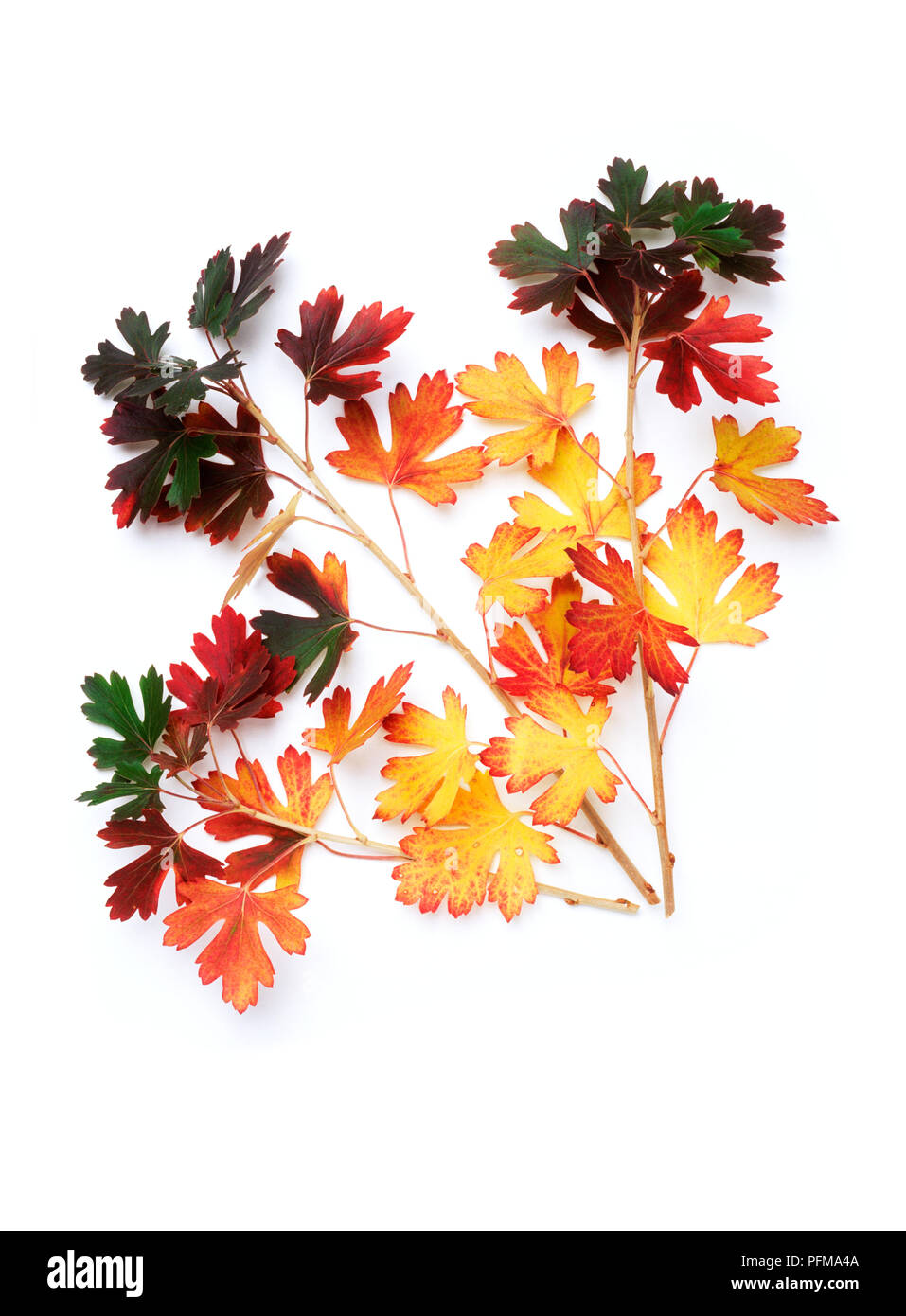 Variegated autumn leaves from Ribes odoratum (Buffalo currant) Stock Photo