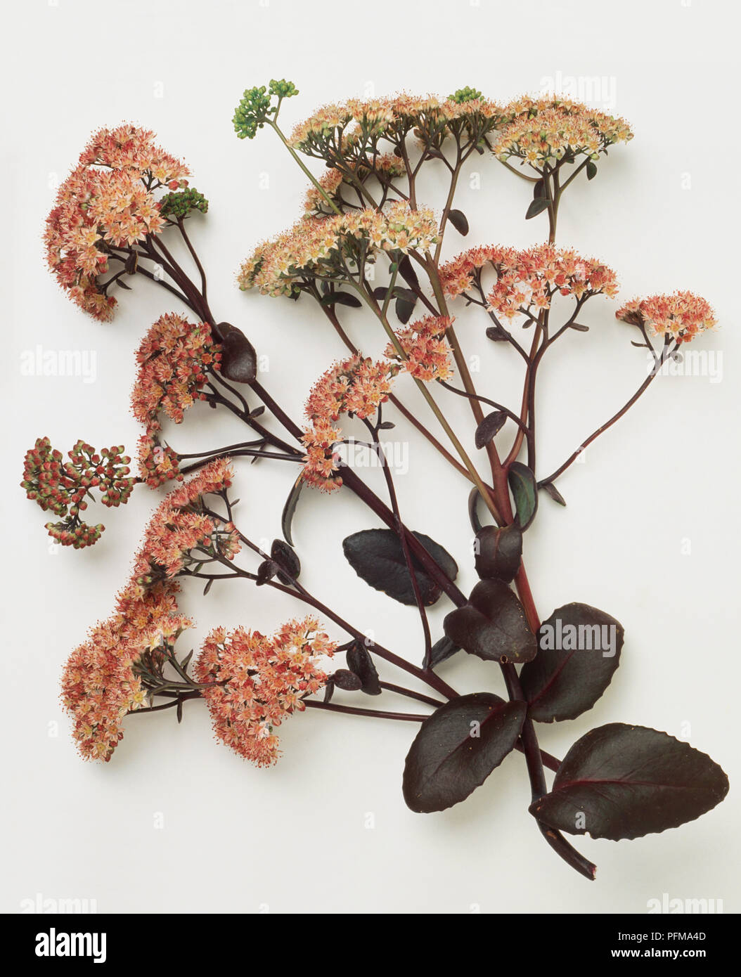 Sedum telephium subsp. maximum 'Atropurpureum' Stock Photo