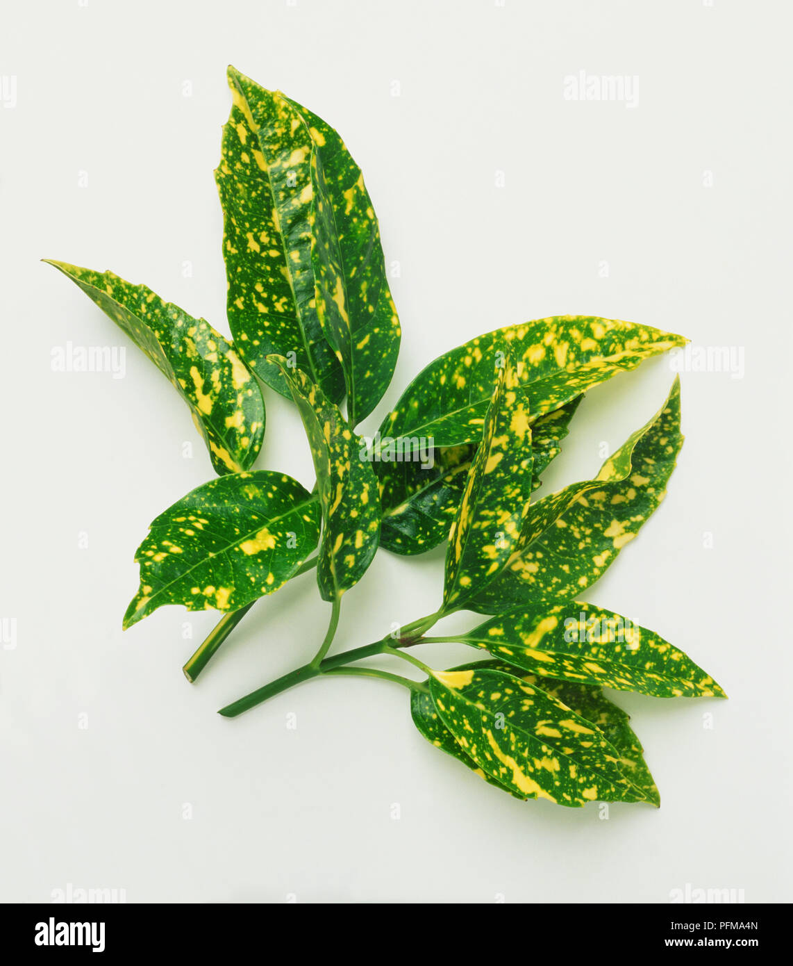 Aucuba japonica ‘crotonifolia’ hi-res stock photography and images - Alamy