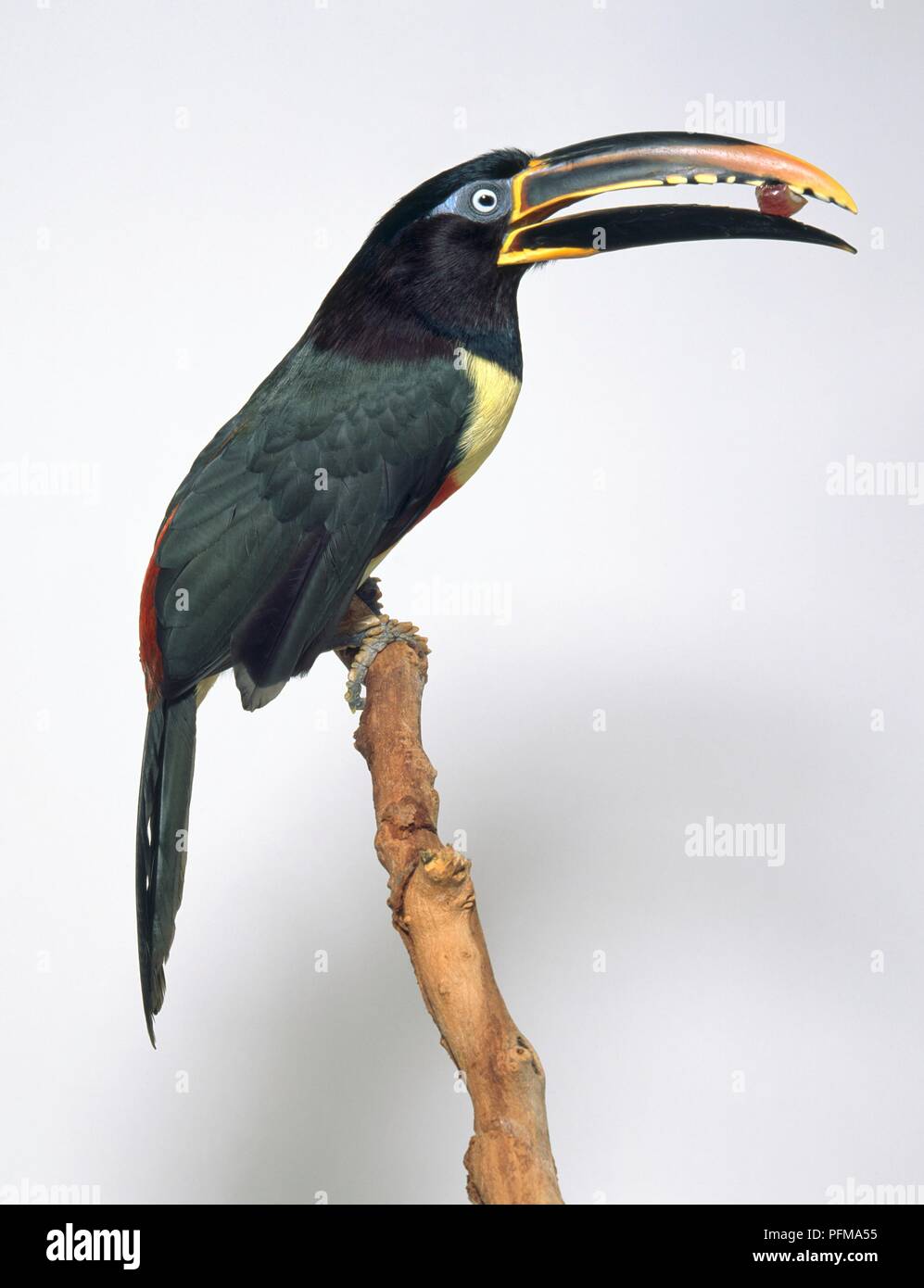 Chestnut-eared aracari (Pteroglossus castanotis) perching on a branch with seed in its beak, side view Stock Photo