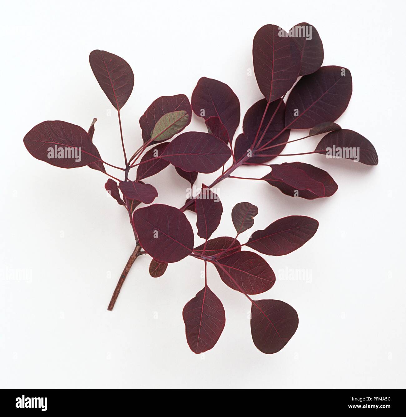 Cotinus coggygria 'Royal Purple' (Smoke Tree), rounded, deep red-purple leaves Stock Photo
