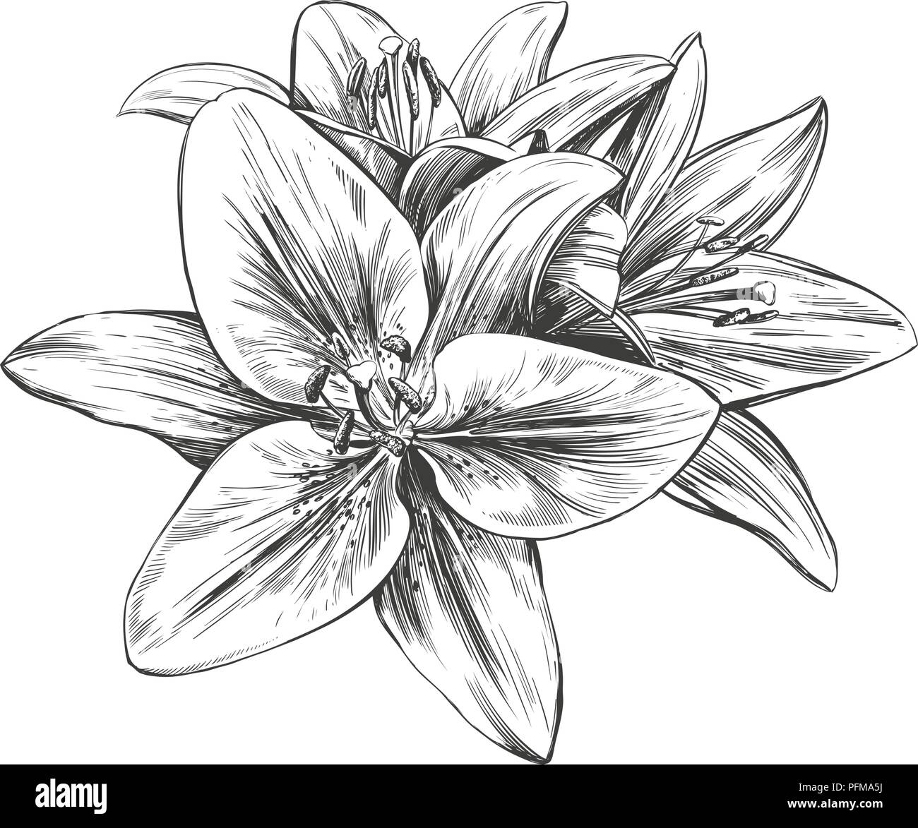 10 White Lilies Drawing Illustrations RoyaltyFree Vector Graphics  Clip  Art  iStock