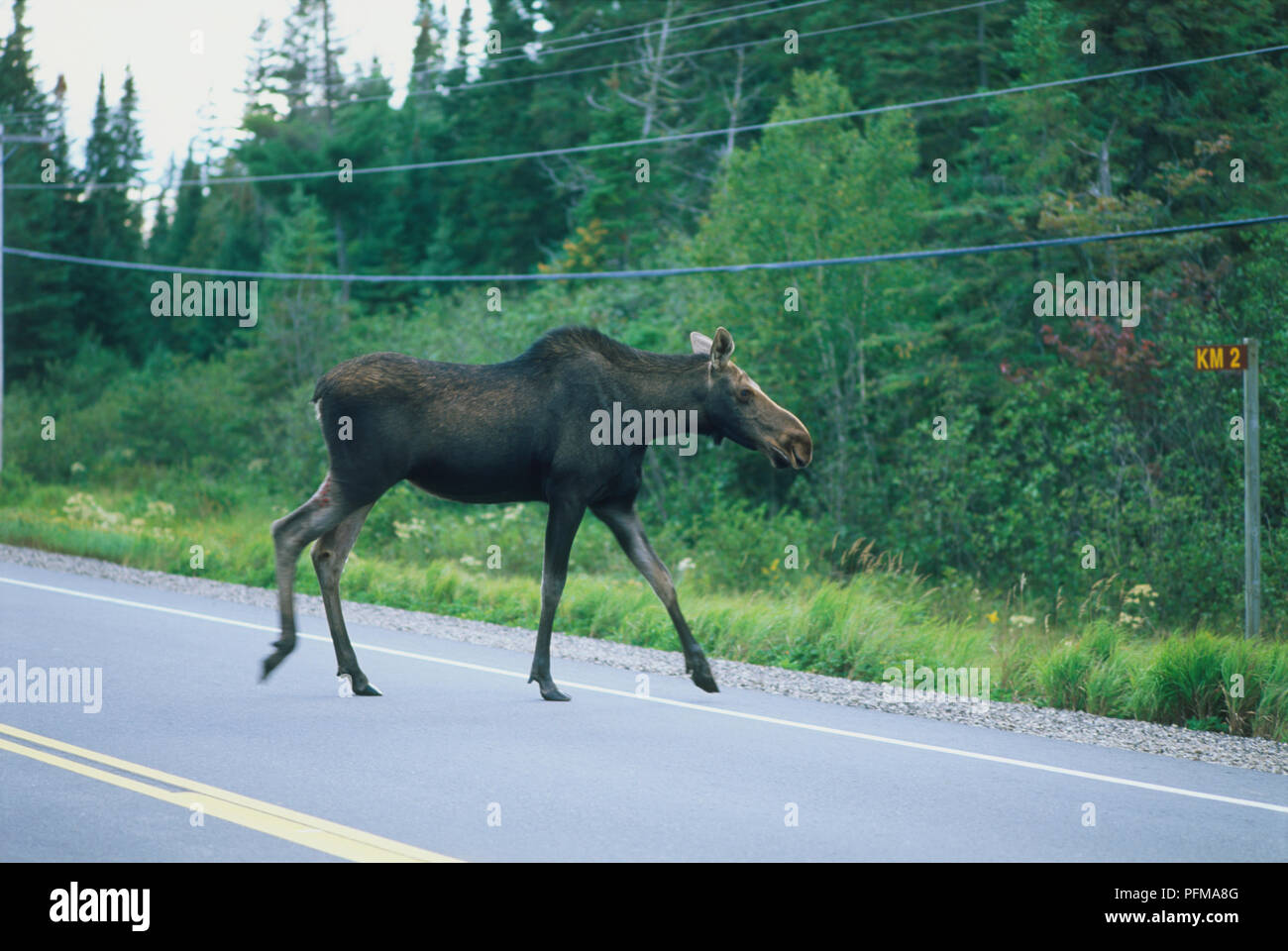 Canada, Ontario, Algonquin Provincial Park, Alces alces, Moose, crossing highway, side view Stock Photo