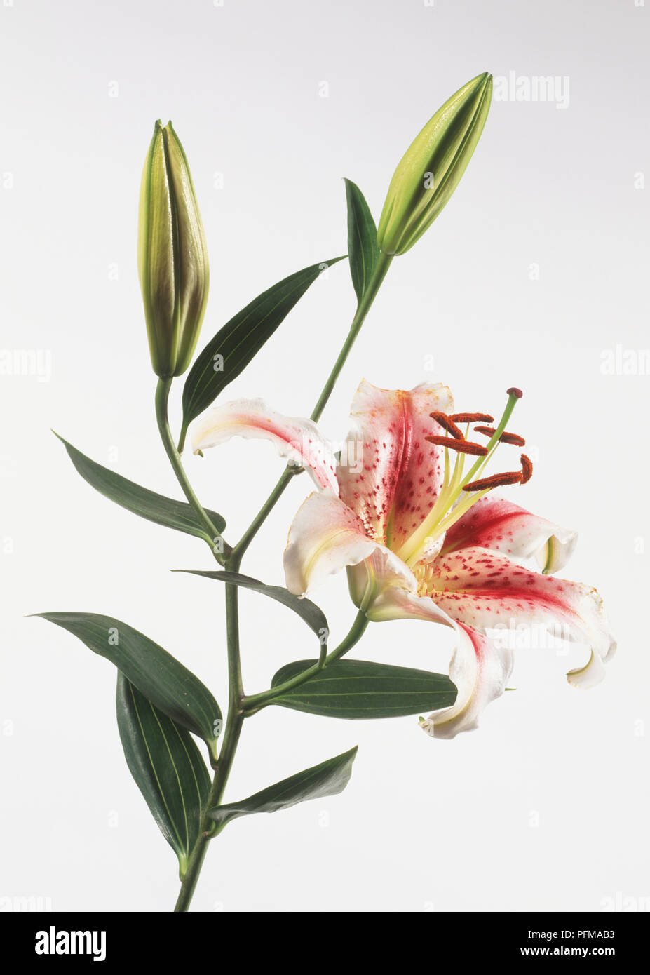 Open and closed lilies hi-res stock photography and images - Alamy