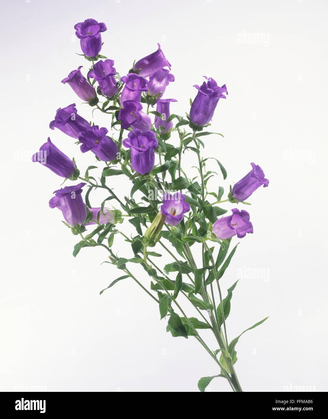 Cluster of bell-shaped purple Campanula, Bellflowers Stock Photo