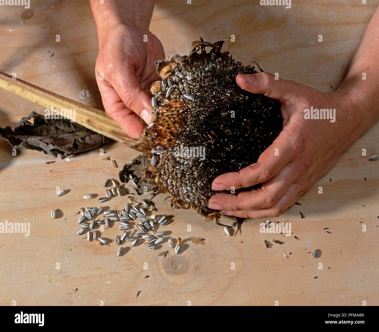 Using hands to remove sunflower seeds from dried flower head Stock