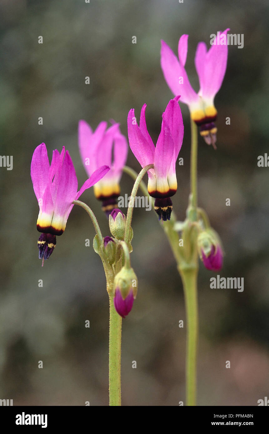 purple, white and black flowers of Dodecatheon Pulchellum 'Red Wings', Shooting Stars Stock Photo Alamy