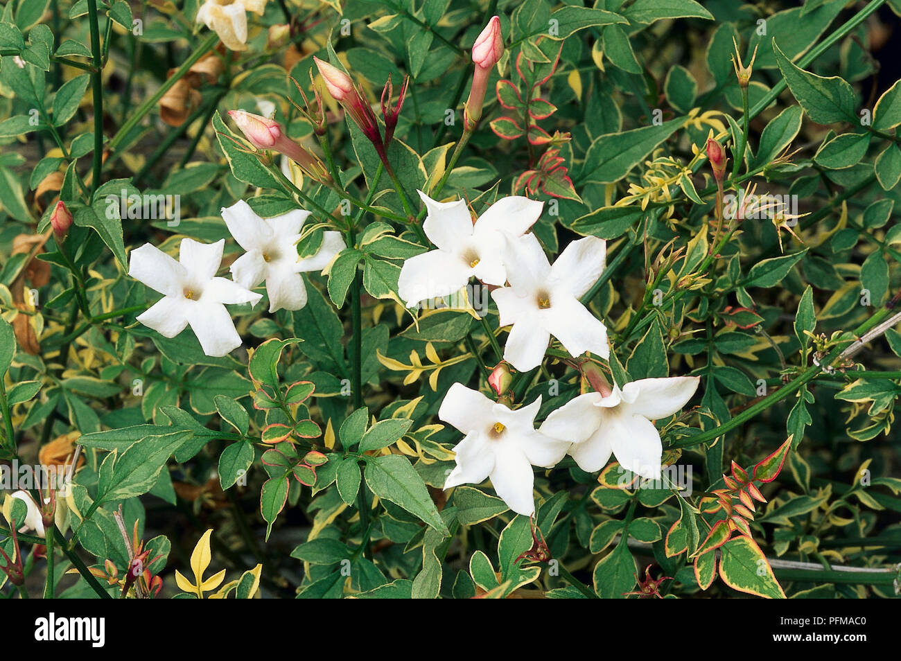 Foliage and white flowers of Jasminum officinale 'Argenteovariegatum' Stock Photo