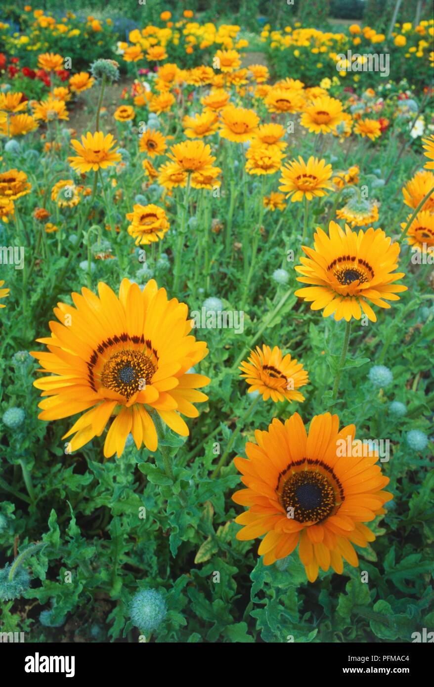 Bold, upright yellow flowers of Arctotis fastuosa 'Monarch of the Veldt' in a field, focus on foreground Stock Photo