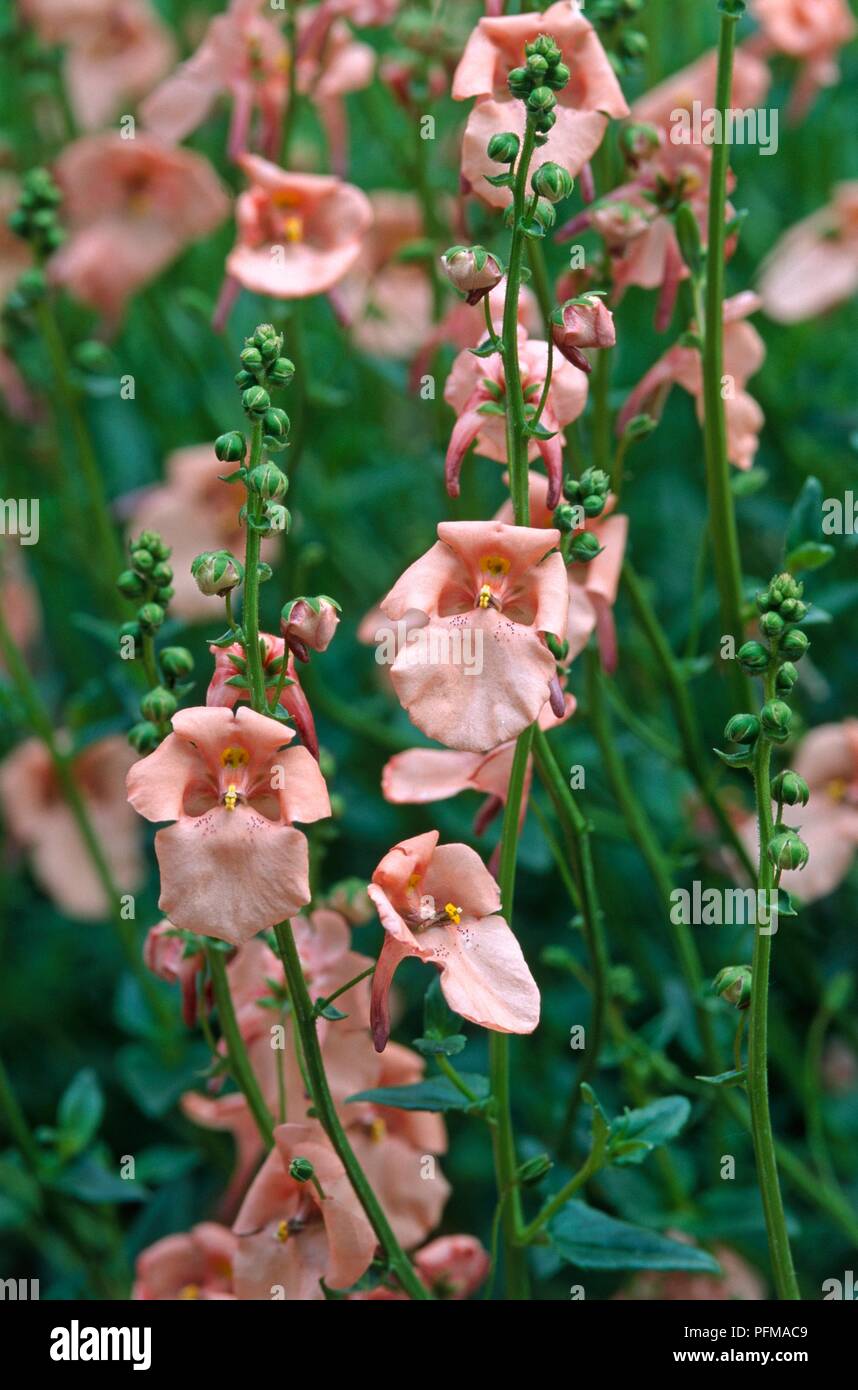 Diascia barberae 'Blackthorn Apricot', pink flowers and green buds on tall stems Stock Photo