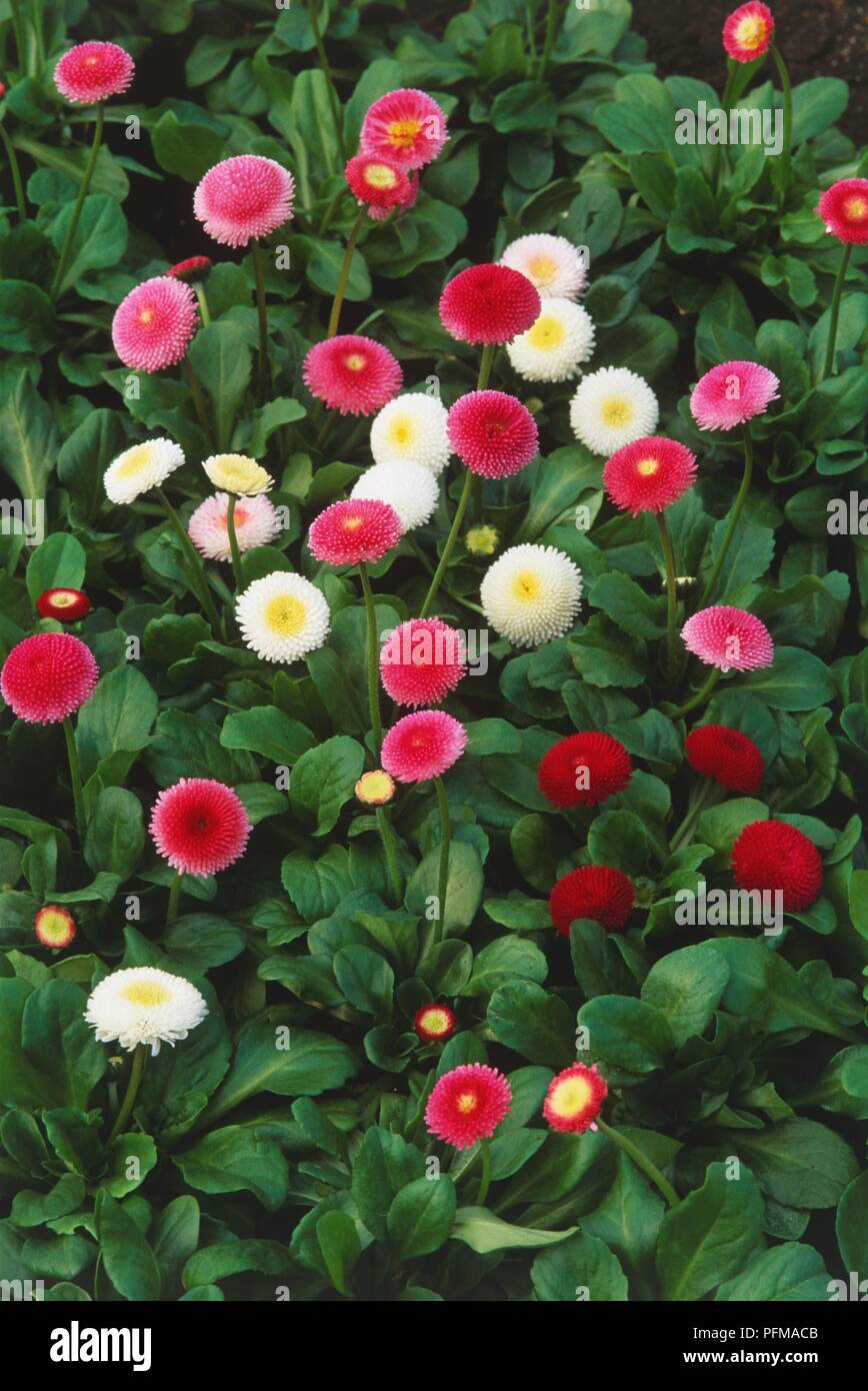Profusion of pink, red and white flowers of Bellis perennis (Daisies), view from above Stock Photo