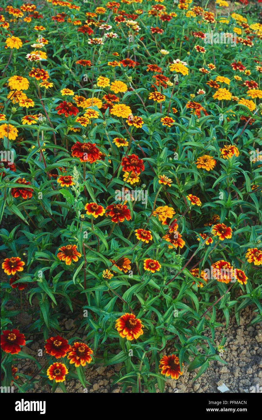 Yellow and red flowers of Zinnia haageana 'Persian Carpet' Stock Photo