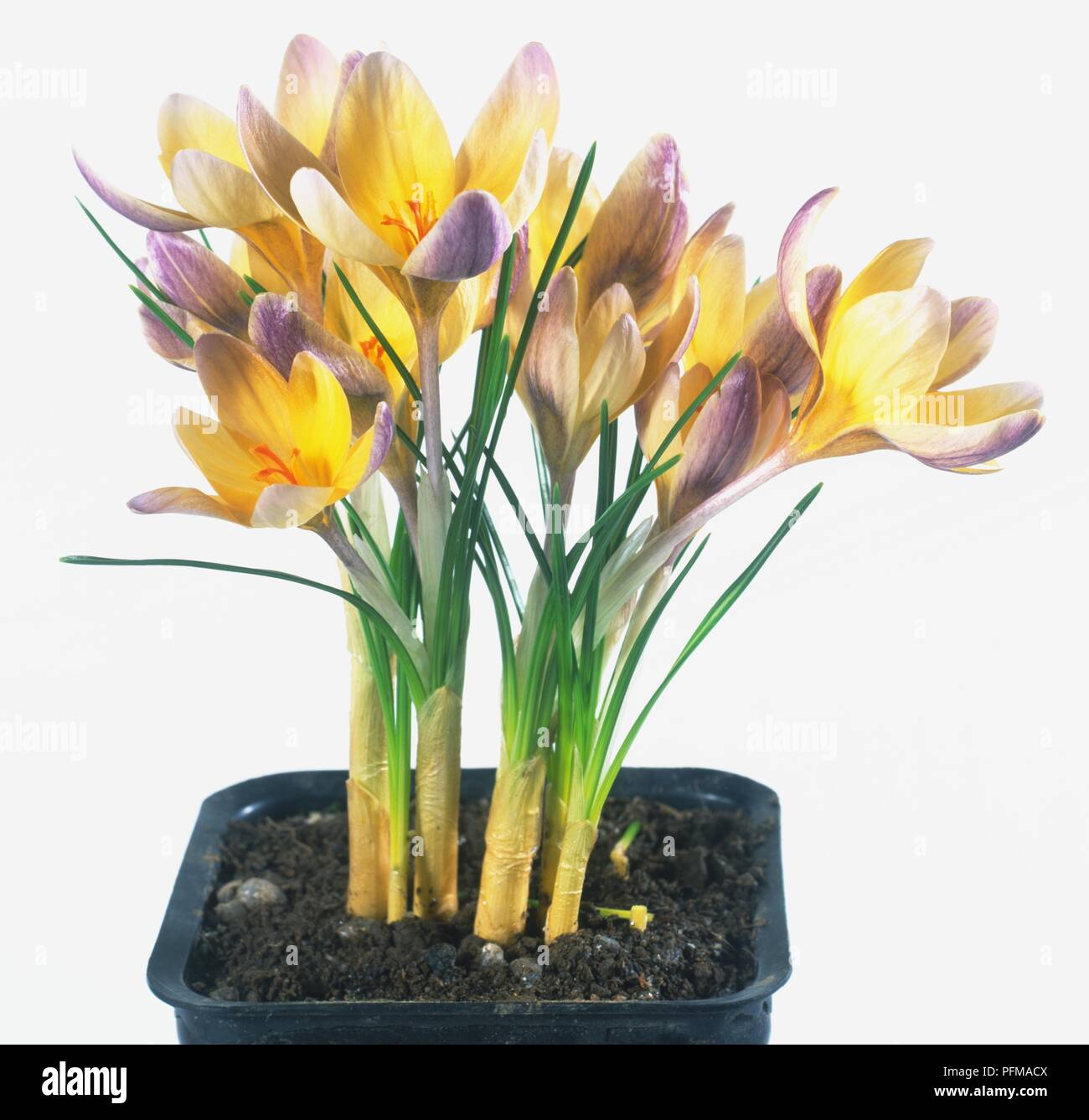 Yellow and purple coloured flower clusters of Crocus 'Advance' in a flower pot Stock Photo