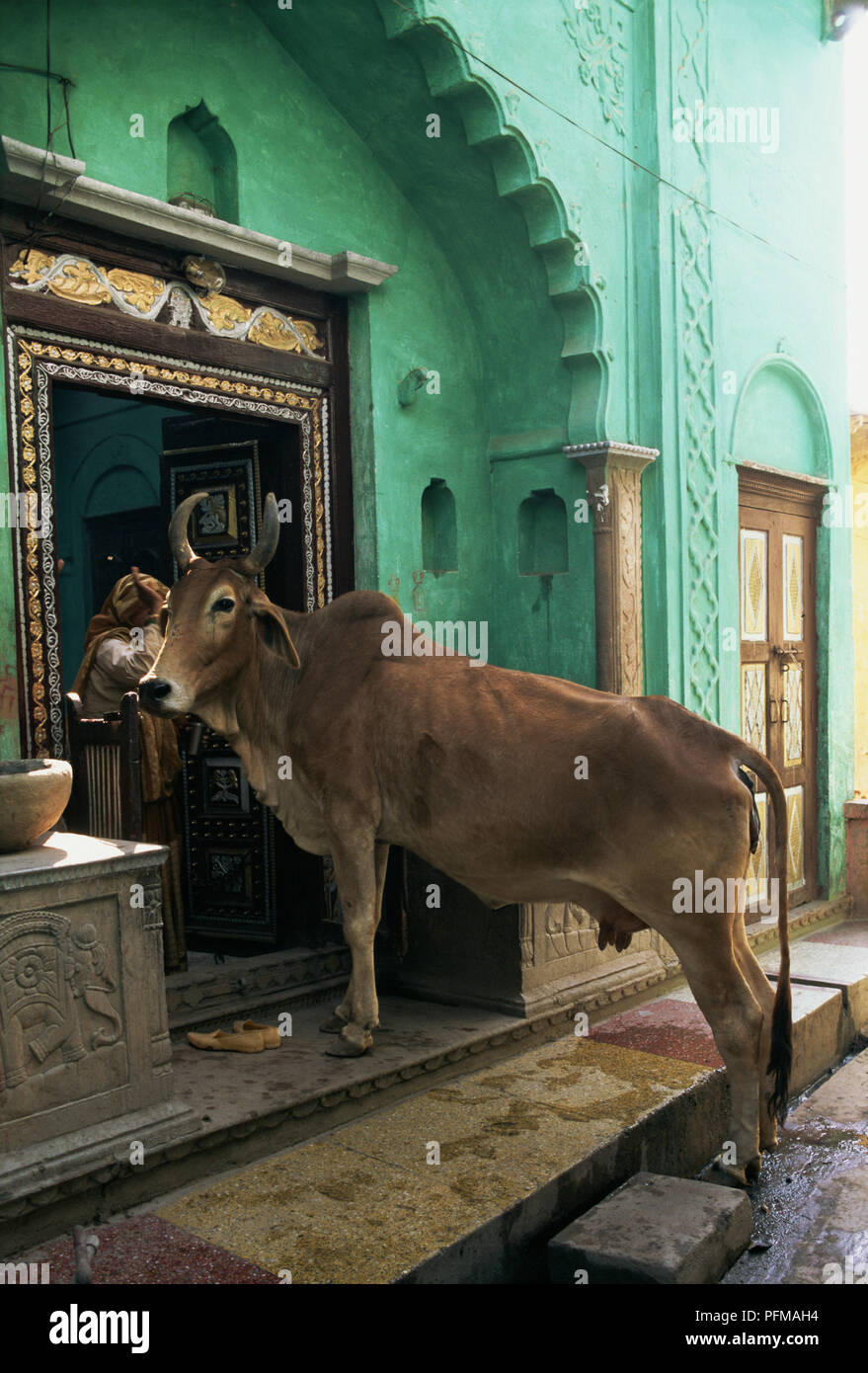 India, Nandgaon, long horned cow entering building where Krishna lived with foster parents Nand and Yashoda after his escape from Gokul and the evil Kamsa, turquoise painted walls, steps leading to ornate black, silver and gold doorway. Stock Photo