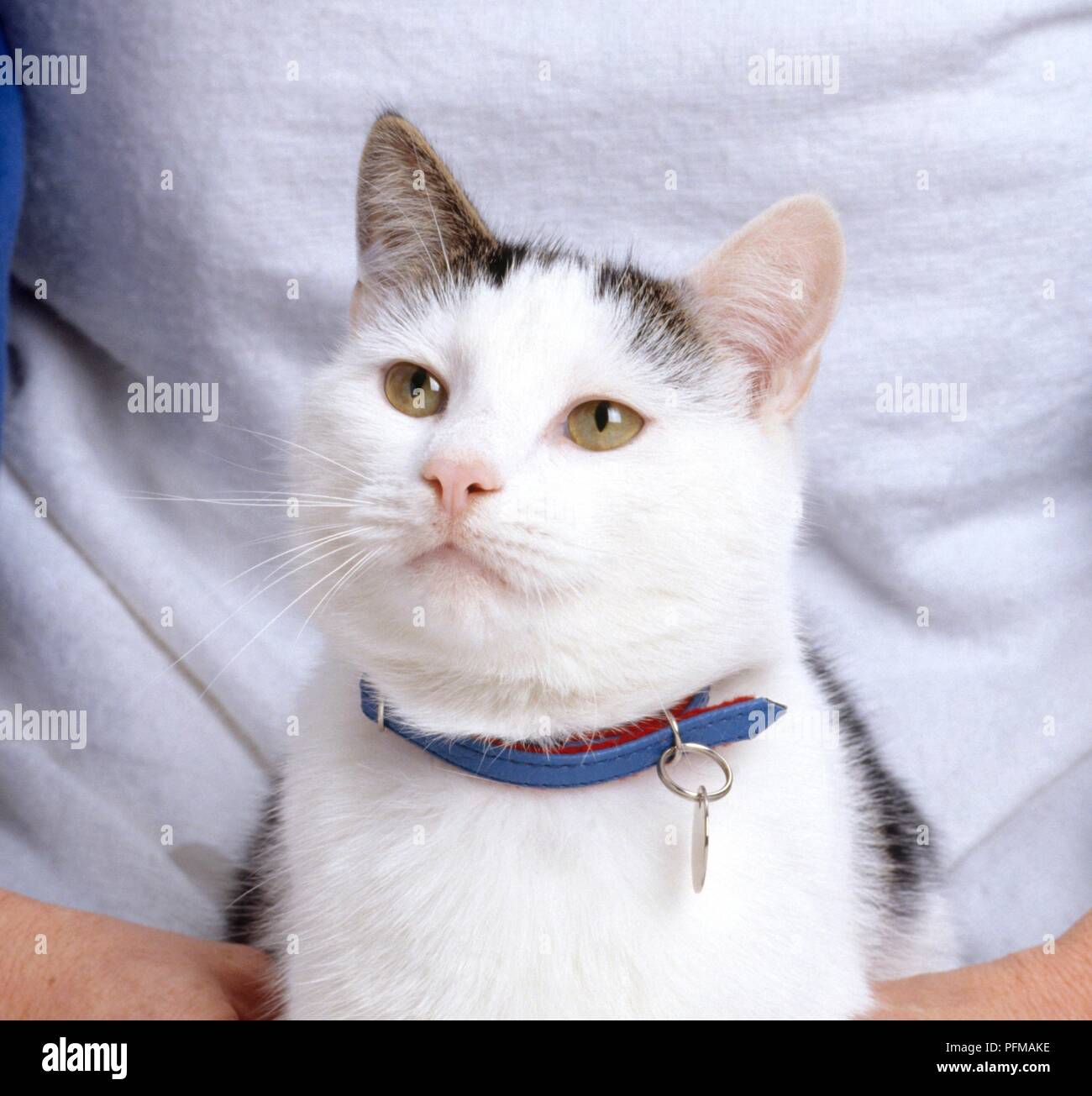 Shorthair cat with collar and tag around neck, being held in hands