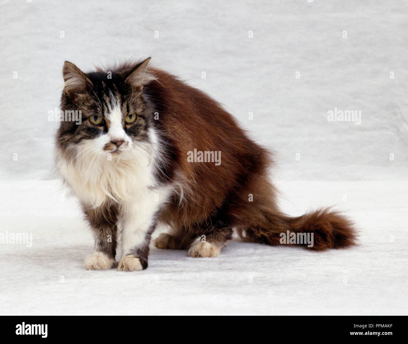 Brown Tabby And White Semi Longhaired Cat Sitting Facing Forward