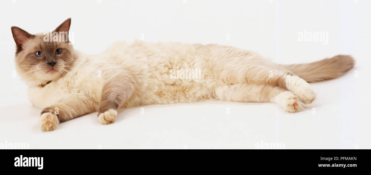 White ragdoll cat with grey markings on face and tail, bright blue eyes, lying on side, exposing long fur on chest and belly, side view. Stock Photo