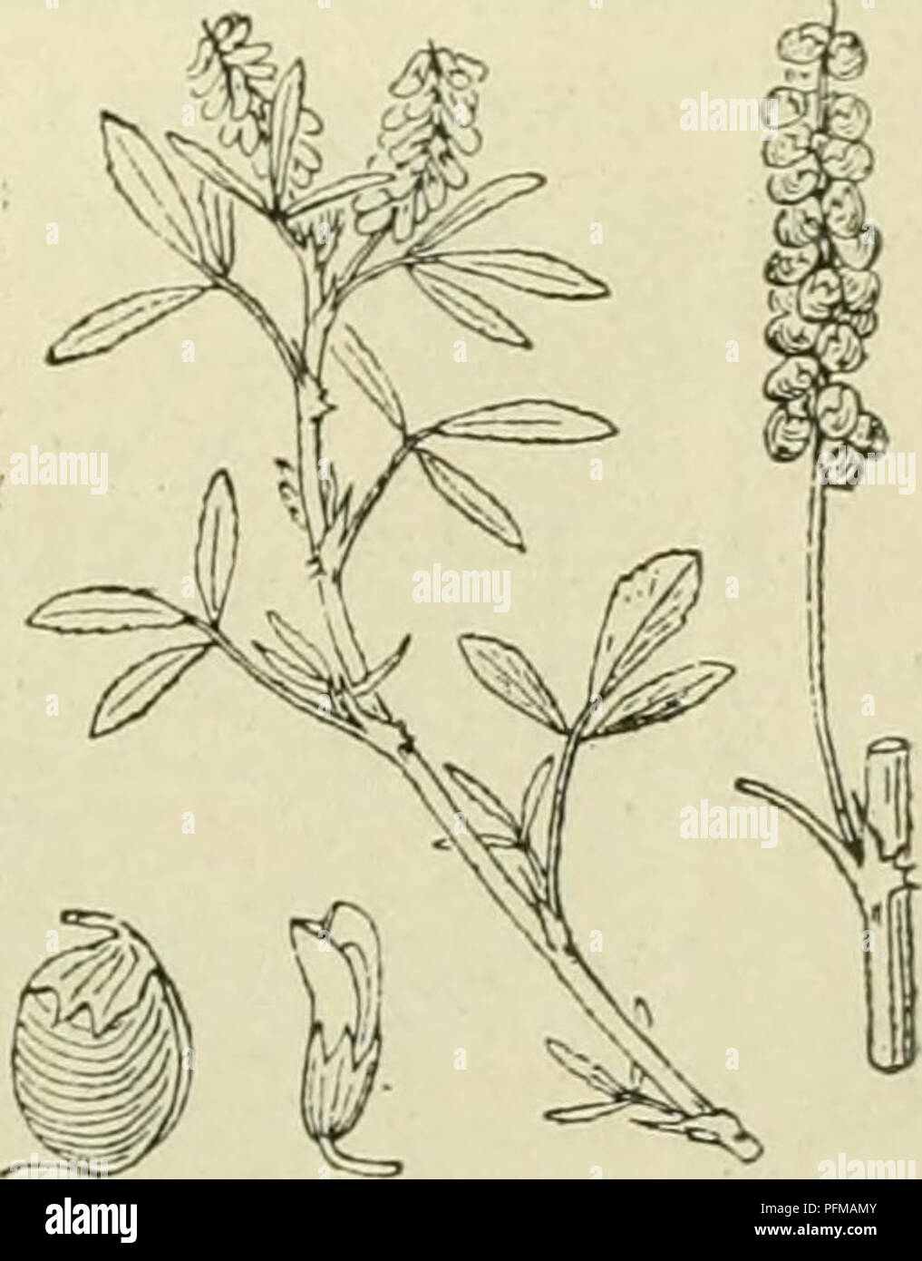 . De flora van Nederland. Plants. Melilotus sulcatus Fig. 754. M. indicus'') All. (M. parviflÃ³ra O Desf.). Kleinbloem- honig klaver (fig. 755). Deze plant heeft een rechtopstaanden of opstijgenden, weinig vertakten en weinig behaarden stengel. De bladen hebben bijna gaafrandige, korte, gekromd toege- spitste steunbladen en de blaadjes der onderste bladen zijn breed omgekeerd eirond, die der bovenste zijn langwerpig-wigvormig, getand, iets afgeknot. Melilotus indicuQ Fig. 755. ') dentatus = getand. -) sulcatus = gegroefd. â¢) parviflÃ³ra = kleinbloemig. â¢â ) indicus = Indisch.. Please note th Stock Photo