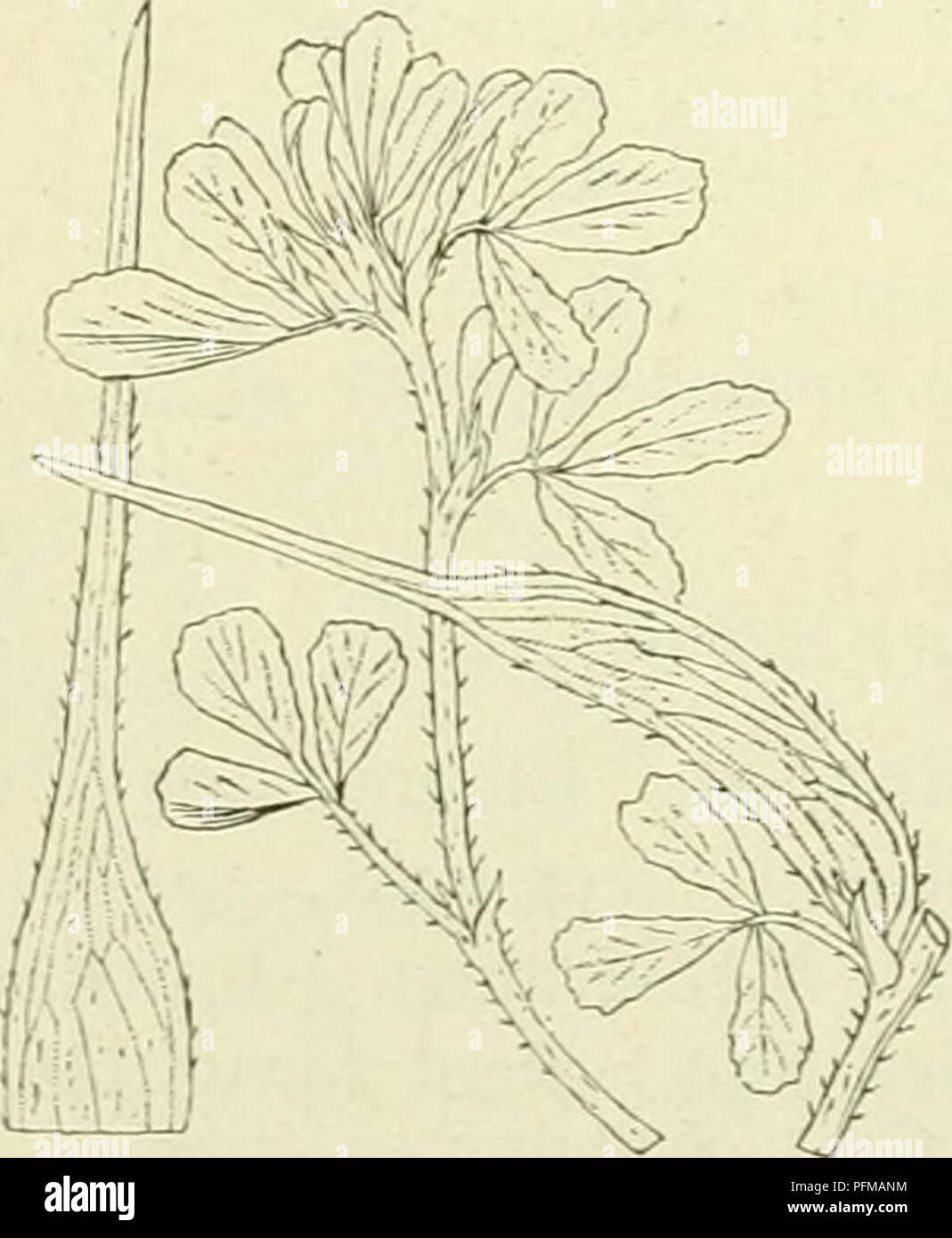 . De flora van Nederland. Plants. Trigonella ornithopodioides Fig. 749. T. orthoceras-) Karil. et Kirii. Rechte hoornk'aver. Deze soort heeft een rechtopgaanden, aangedrukt behaarden stengel. De bladen zijn drietallig, met omgekeerd eironde, aan den top getande blaadjes. De steunbladen zijn half pijlvormig, getand. De bloemen staan in trossen van 2-4, deze zijn ongesteeld en de bloemstelen zijn zeer kort. De bloemen hebben elsvormige kelktanden , die iets langer dan de buis zijn en een bloemkroon, die iets grooter dan de kelk is. De peulen zijn aangedrukt zacht behaard, lijnvormig, iets sameng Stock Photo